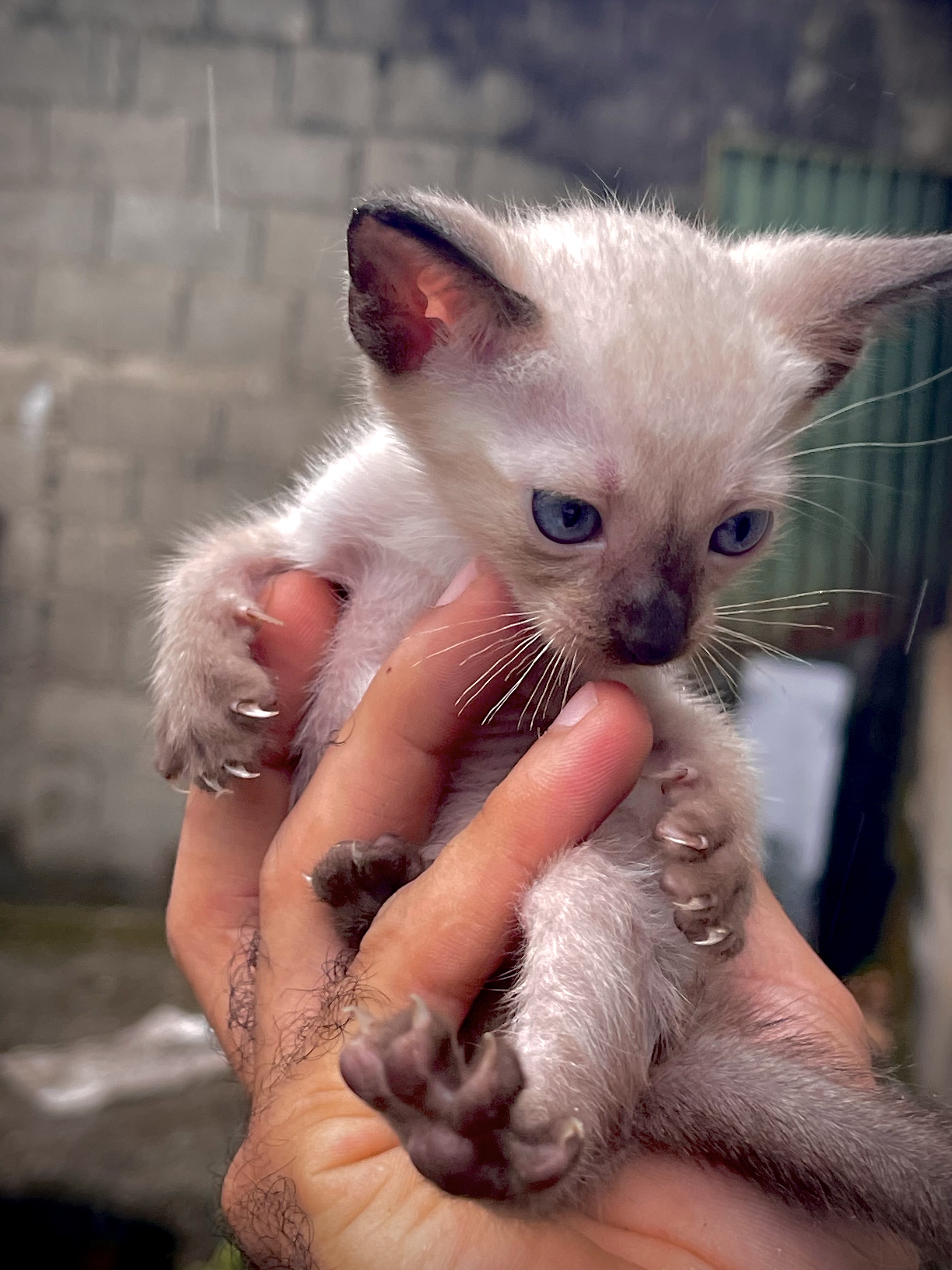 animales y mascotas - gatitos Siames para apartar 2