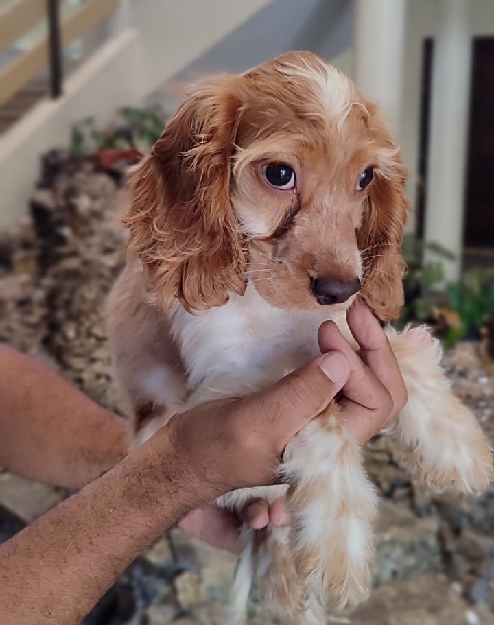 animales y mascotas - Cachorros Cocker 3