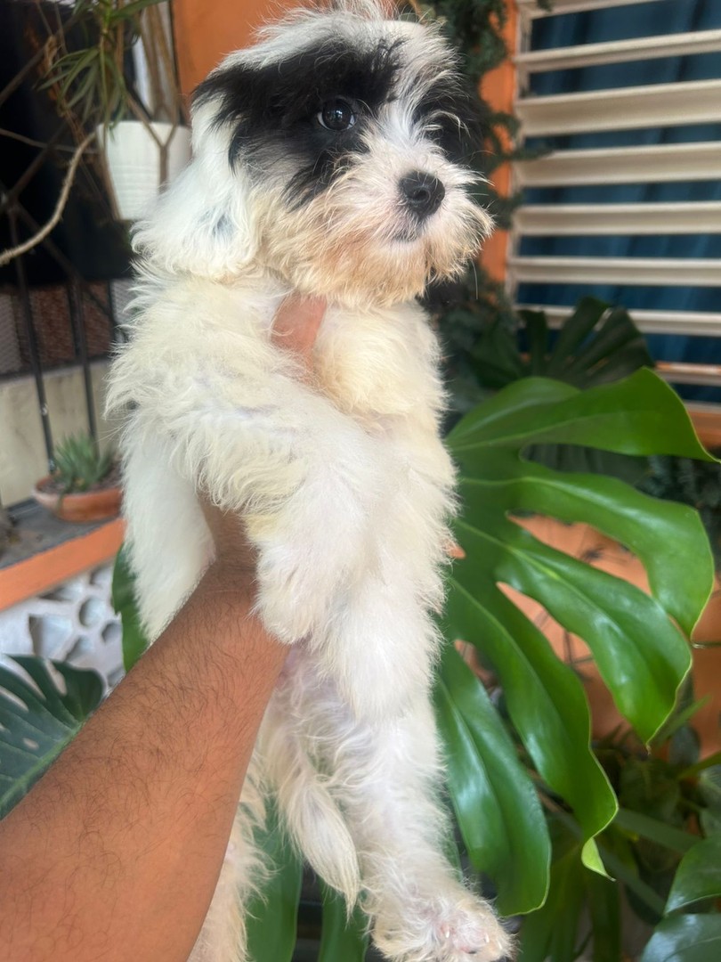 animales y mascotas - Shihpoo hembras y machos. Dog, pet, mascotas, cachorro, perro, shih poo, chi po