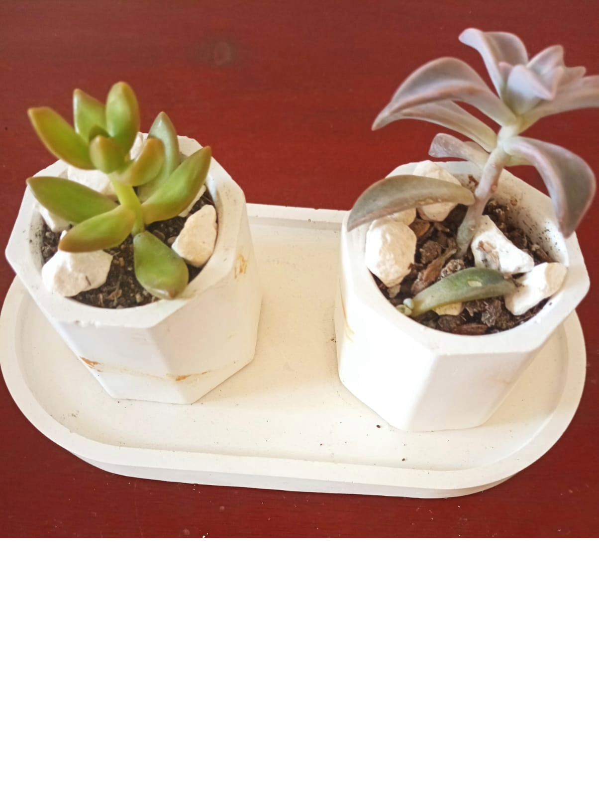 decoración y accesorios - Preciosas suculentas en delicados tarros. 2
