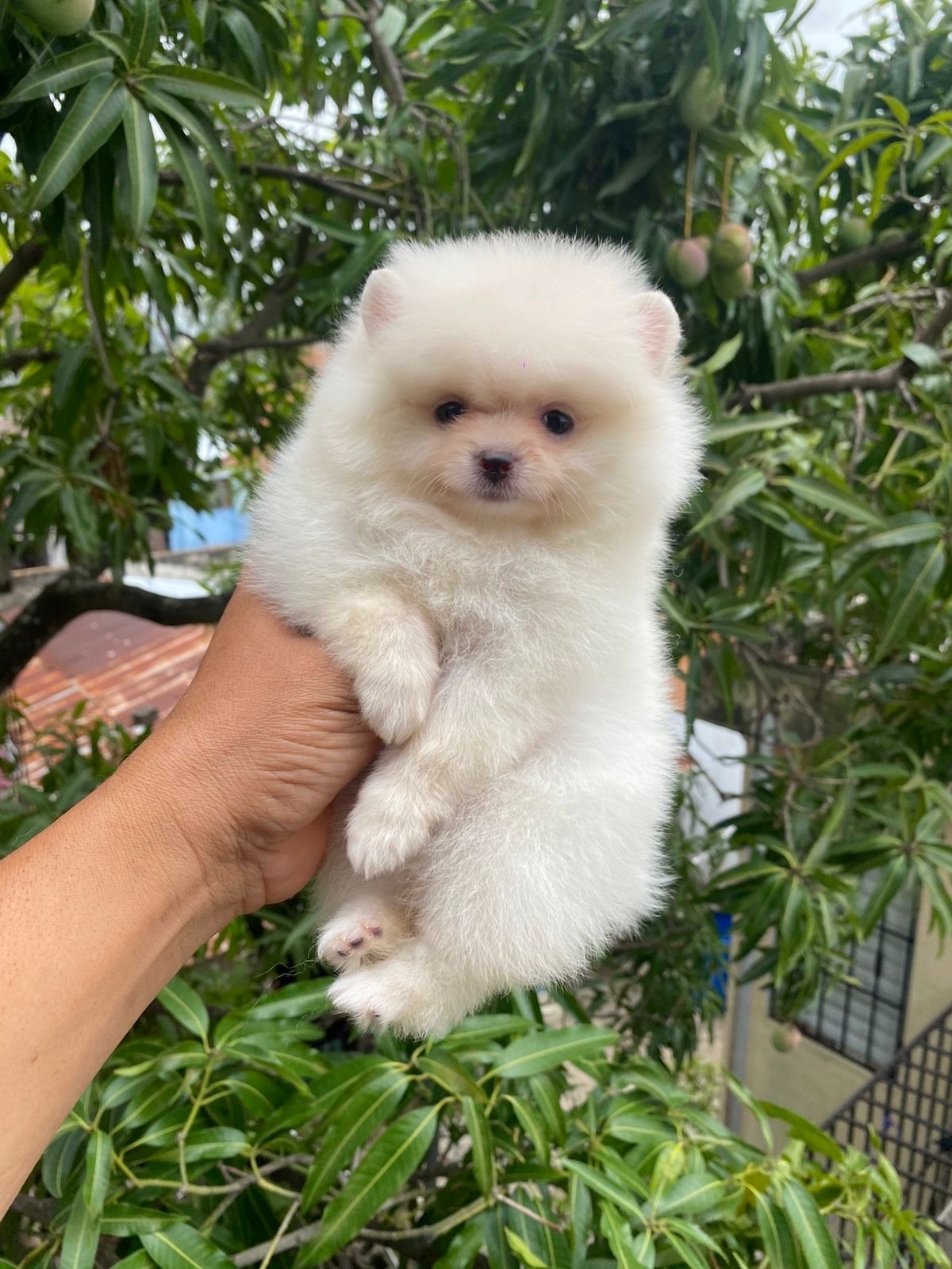 animales y mascotas - Pomerania hembra