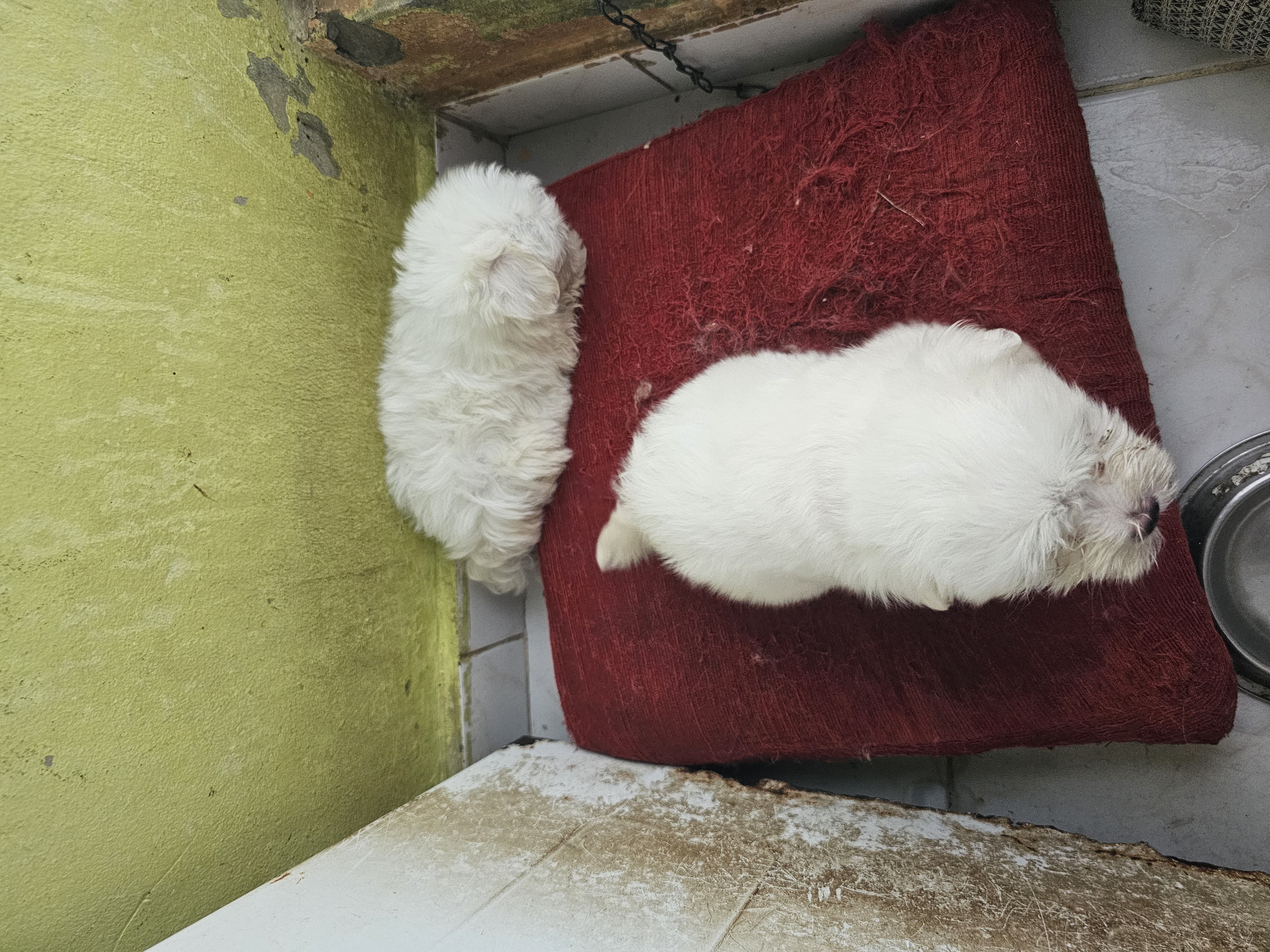 animales y mascotas - Bichon  maltés  toy Macho 6