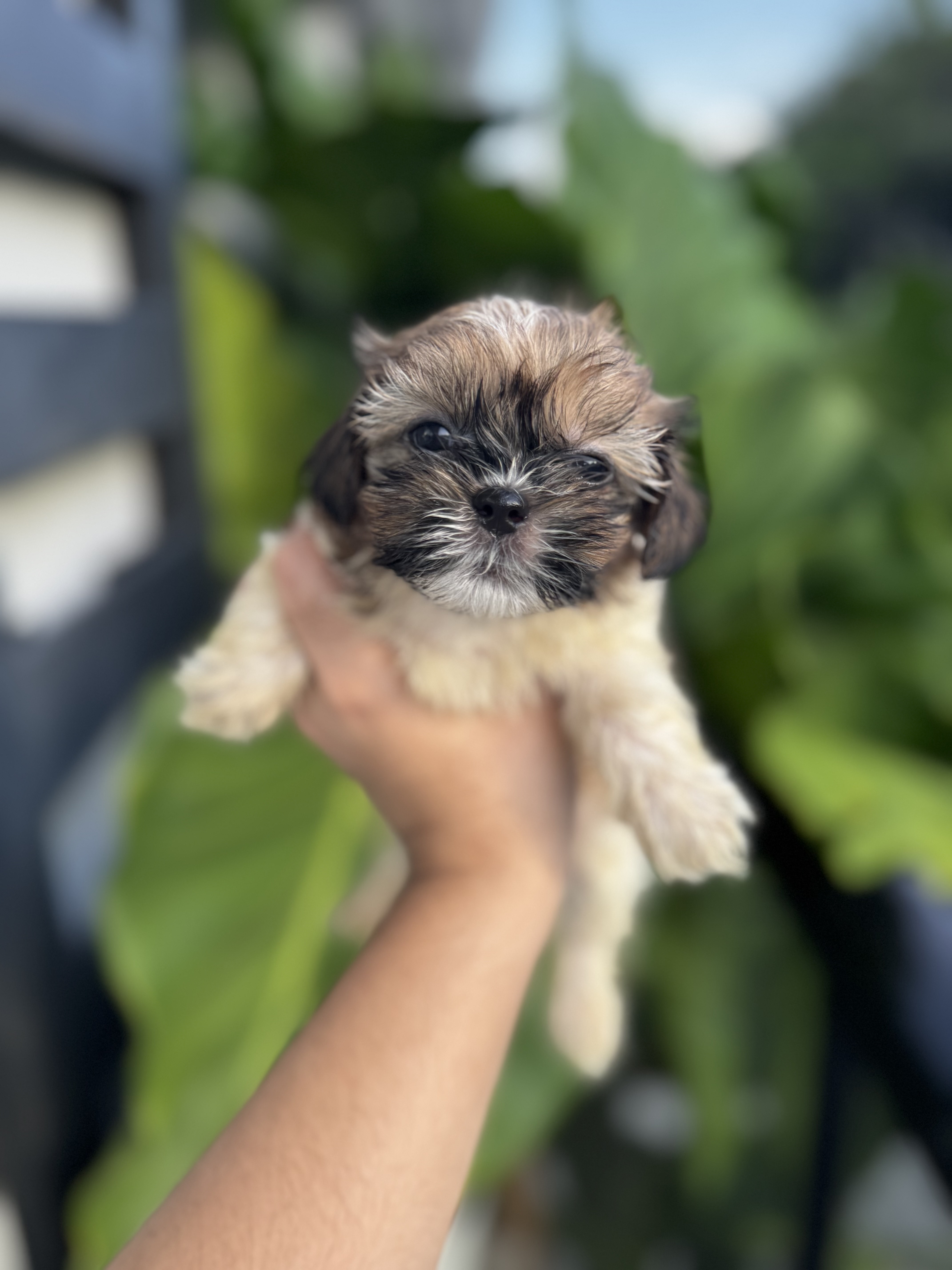 animales y mascotas - Cachorros Shih Tzu 4
