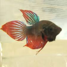 animales y mascotas - peces 1