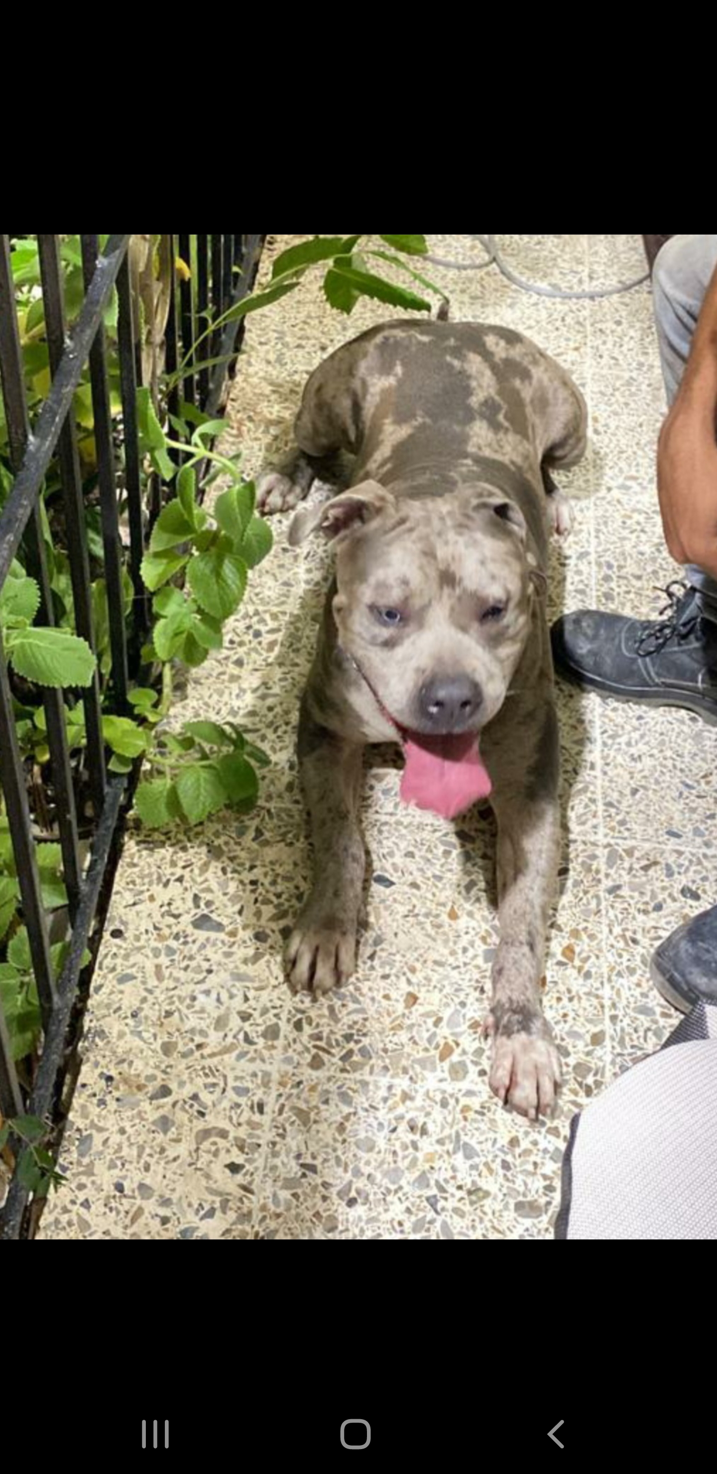 animales y mascotas - Pitbull tipo bull 5