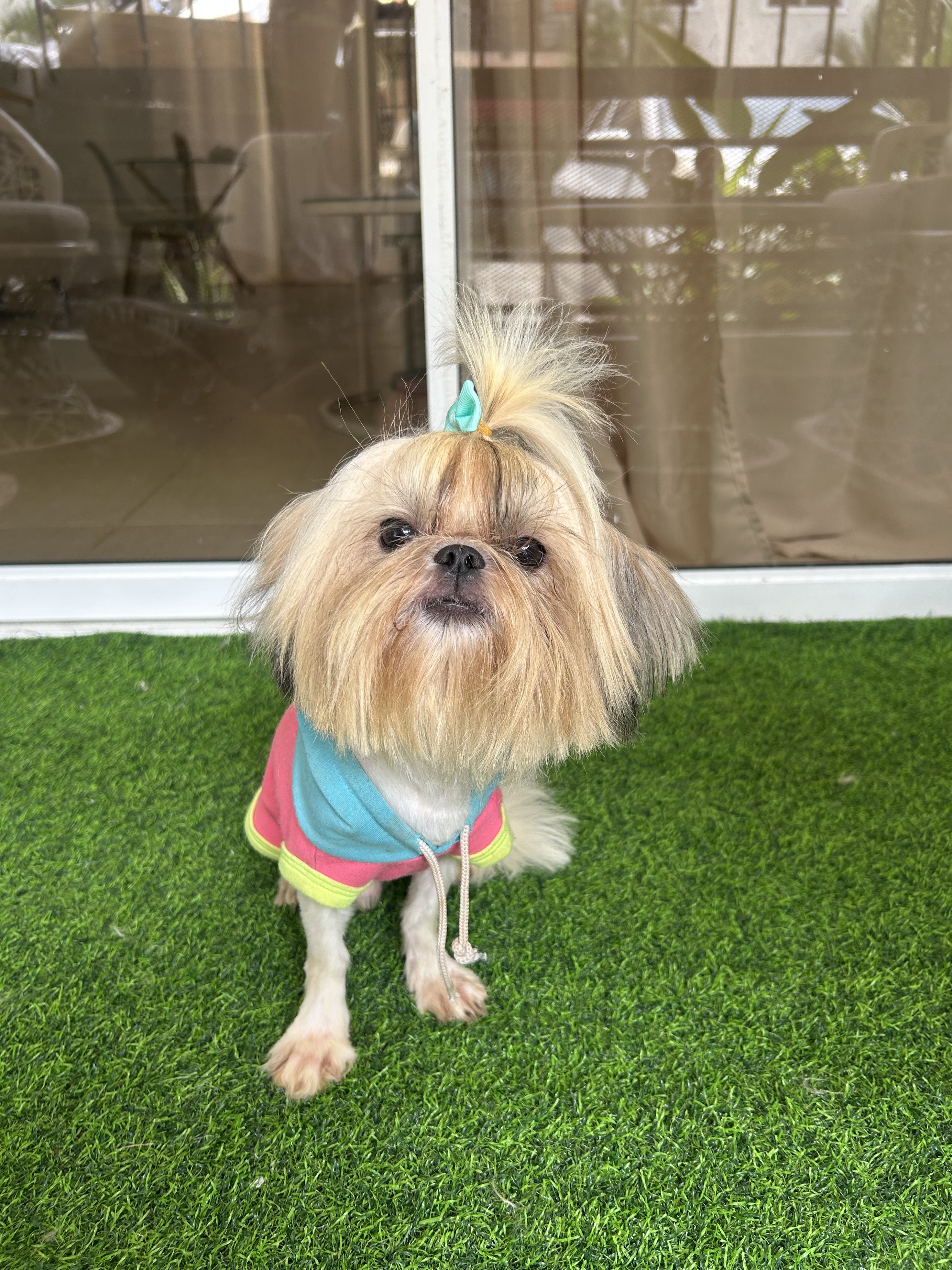 animales y mascotas - Padrote SHIH TZU abierto a monta 3