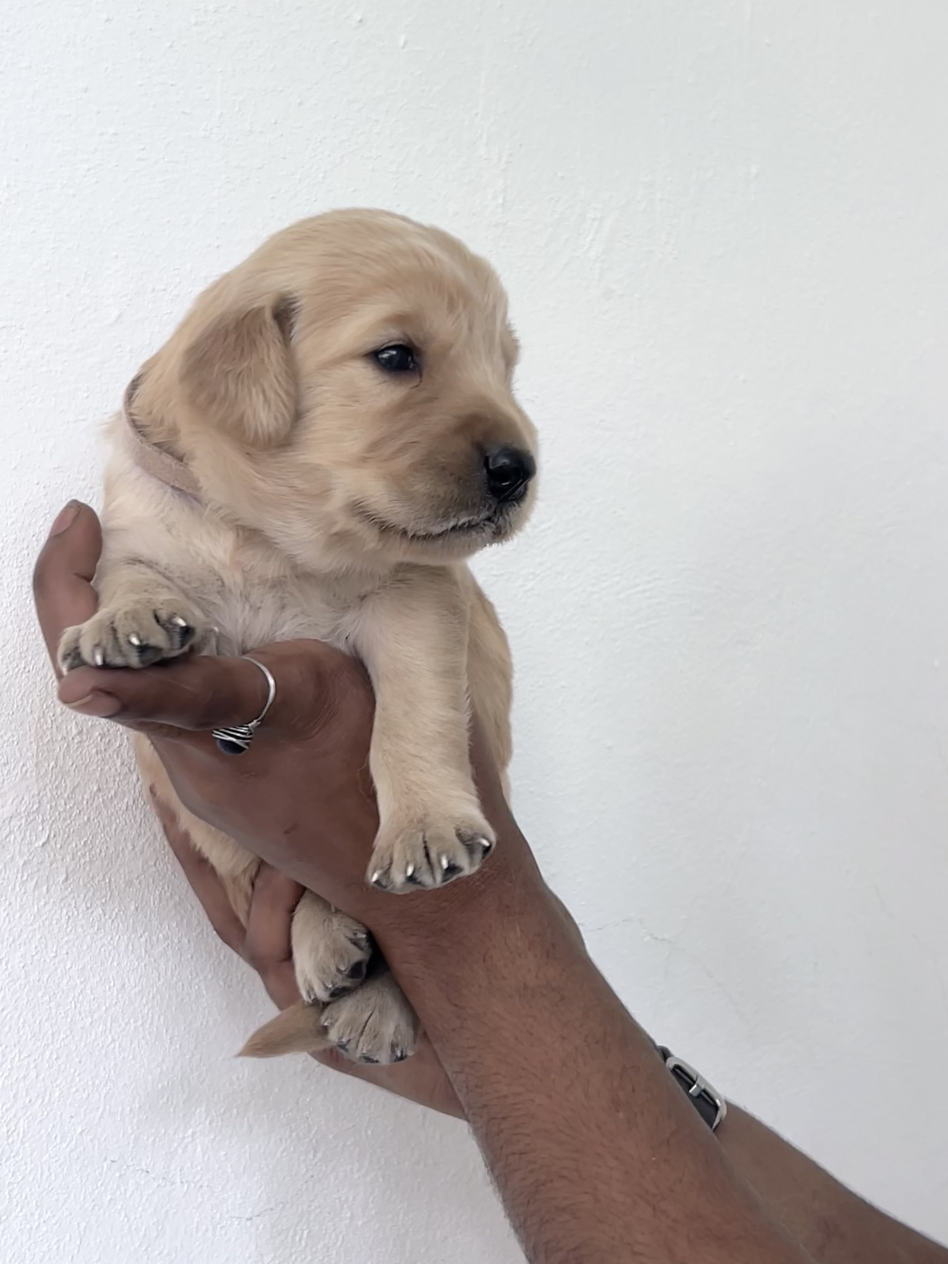 animales y mascotas - Cachorros Golden Retrieve puros  6