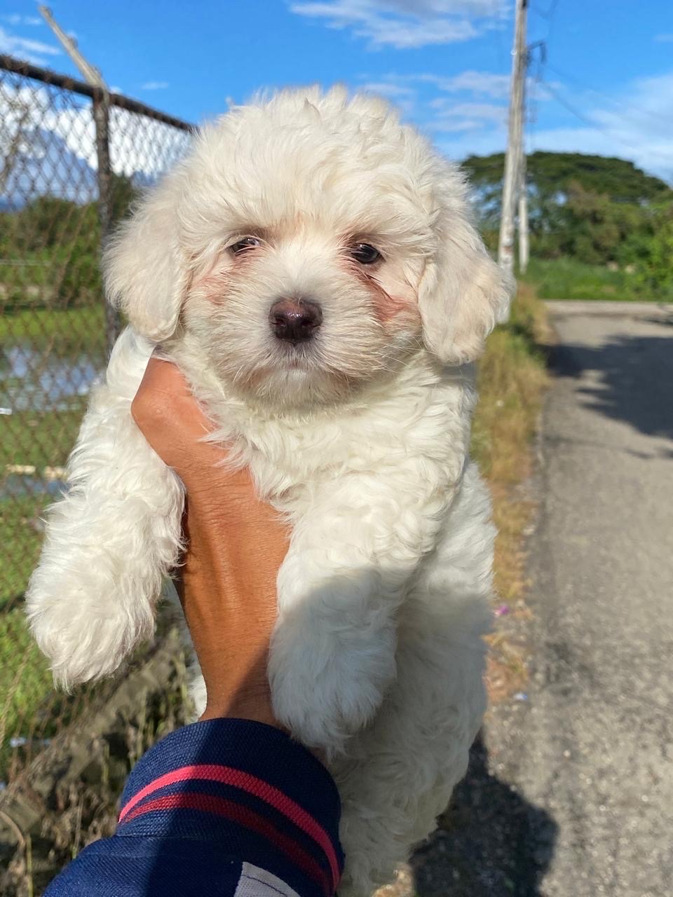 animales y mascotas - maltipoo 1