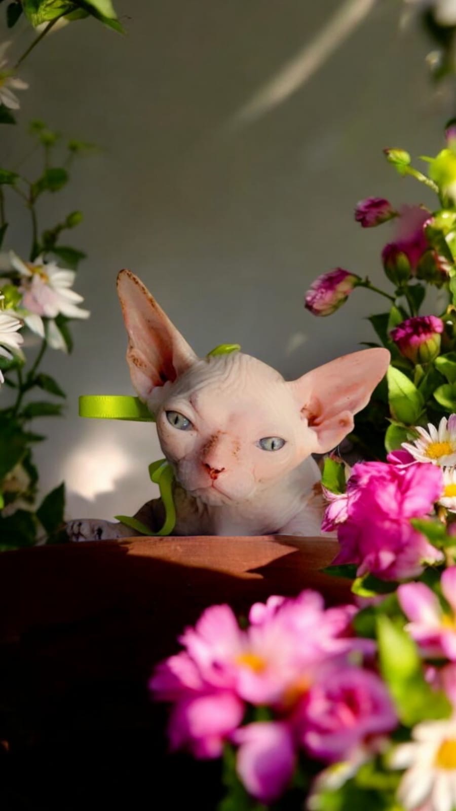 animales y mascotas - gatos esfinge 4