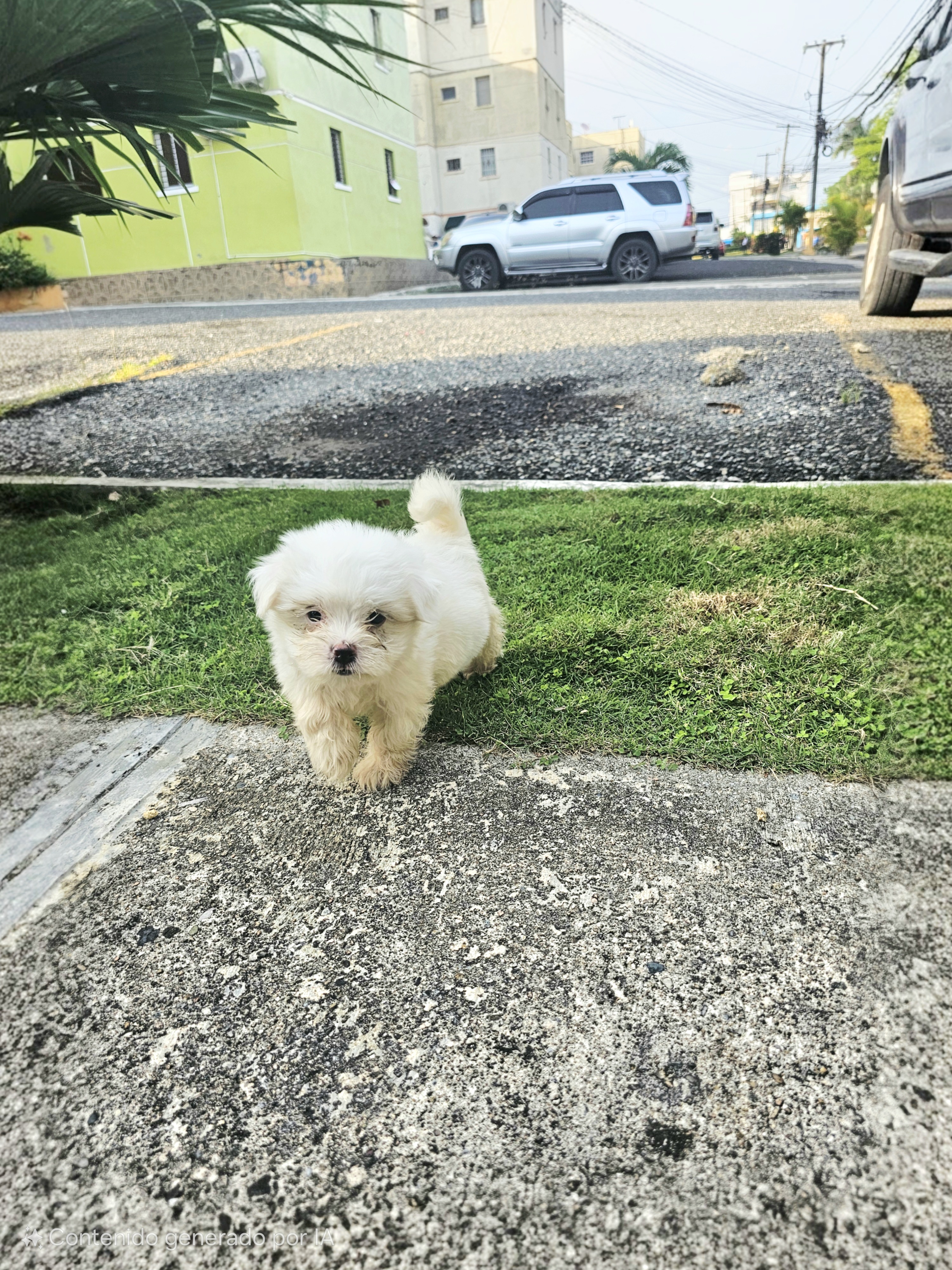 animales y mascotas - Bichon  maltés  toy Macho 7