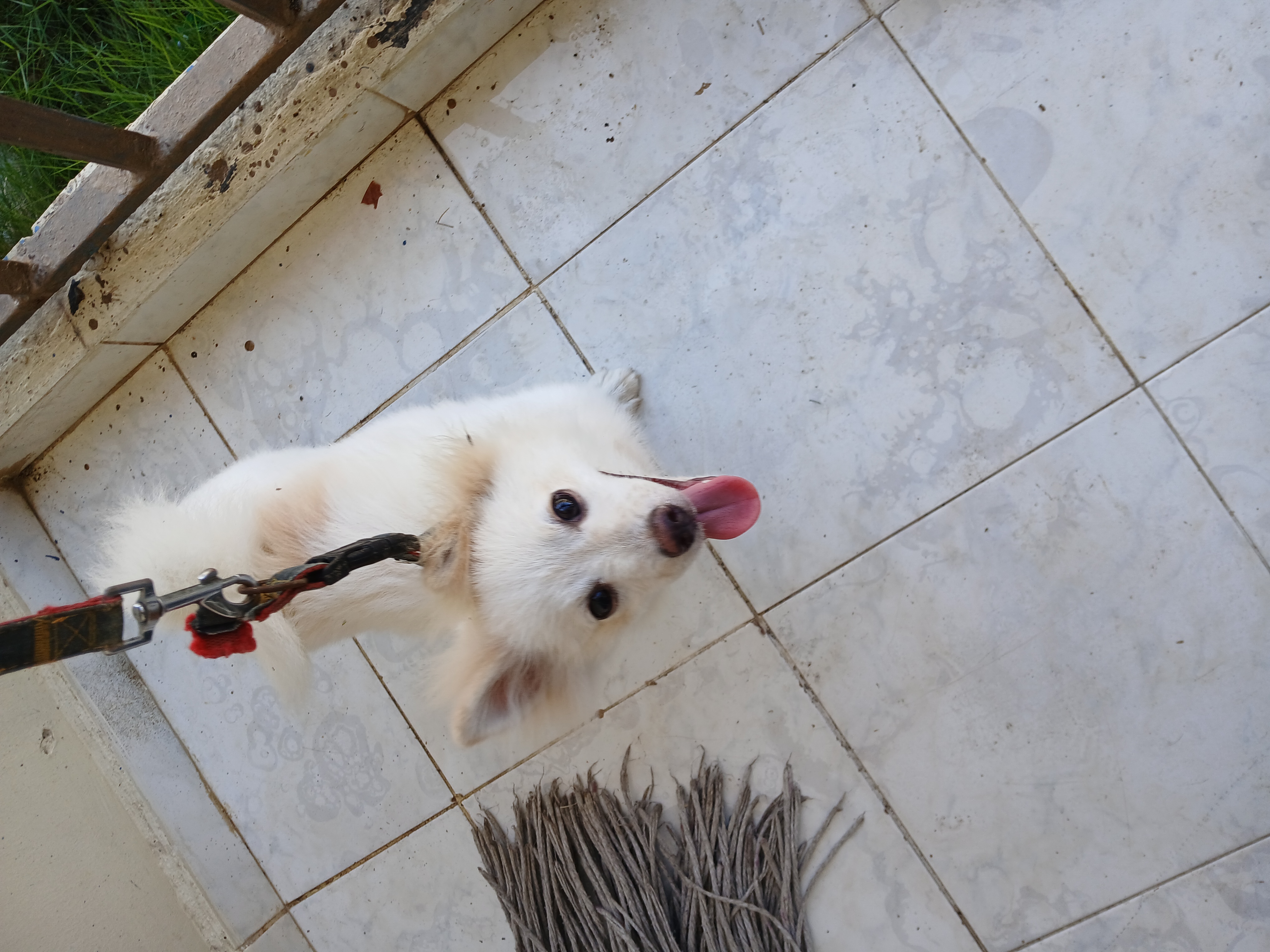 animales y mascotas - Pomerania Macho. 0