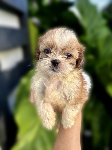 animales y mascotas - Cachorros Shih Tzu 5