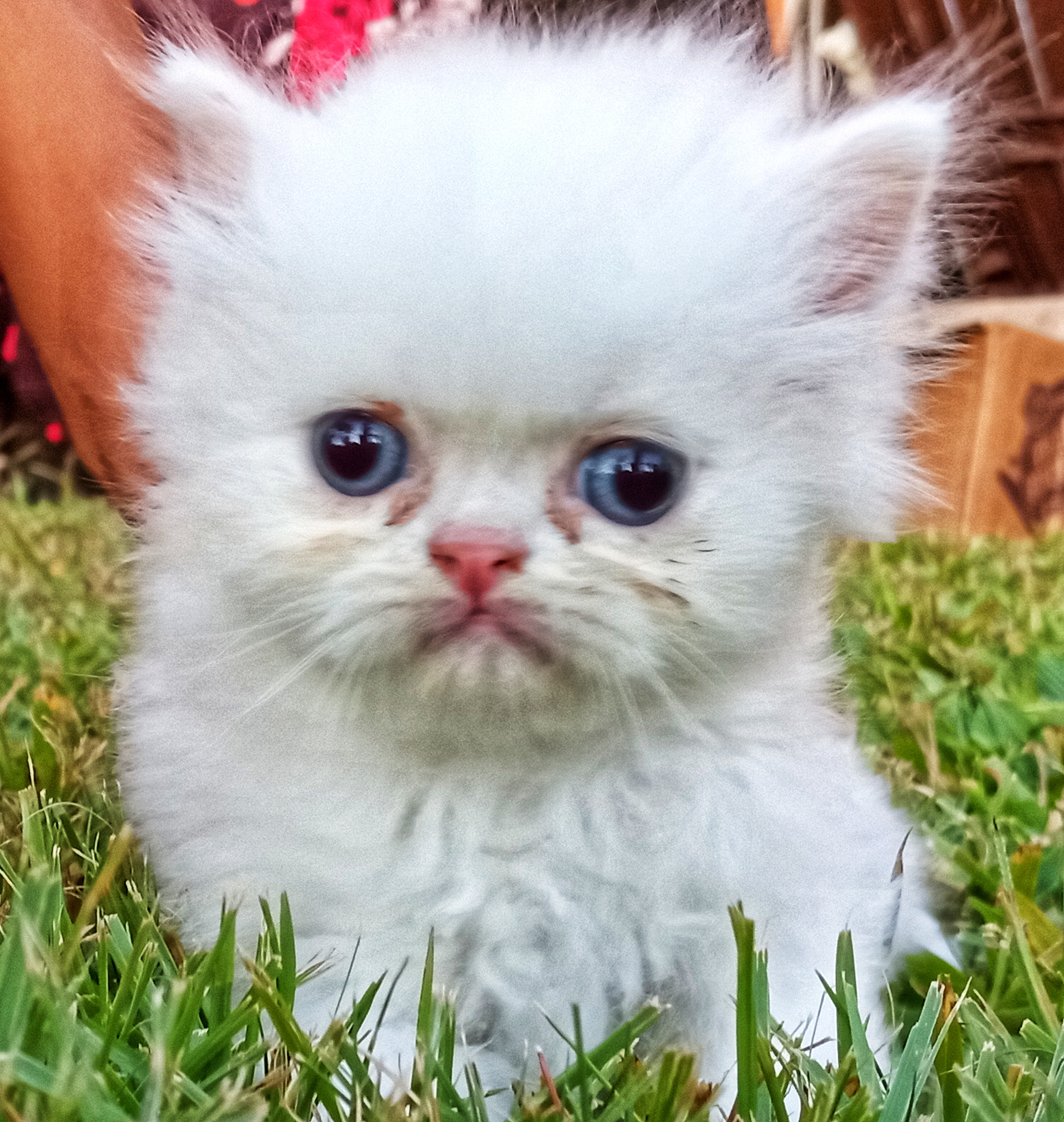 animales y mascotas - GATOS PERSA Puros y Adorables Listos Para Entrega 4
