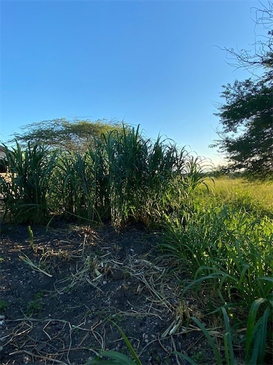solares y terrenos - Finca de venta en Mamey 6