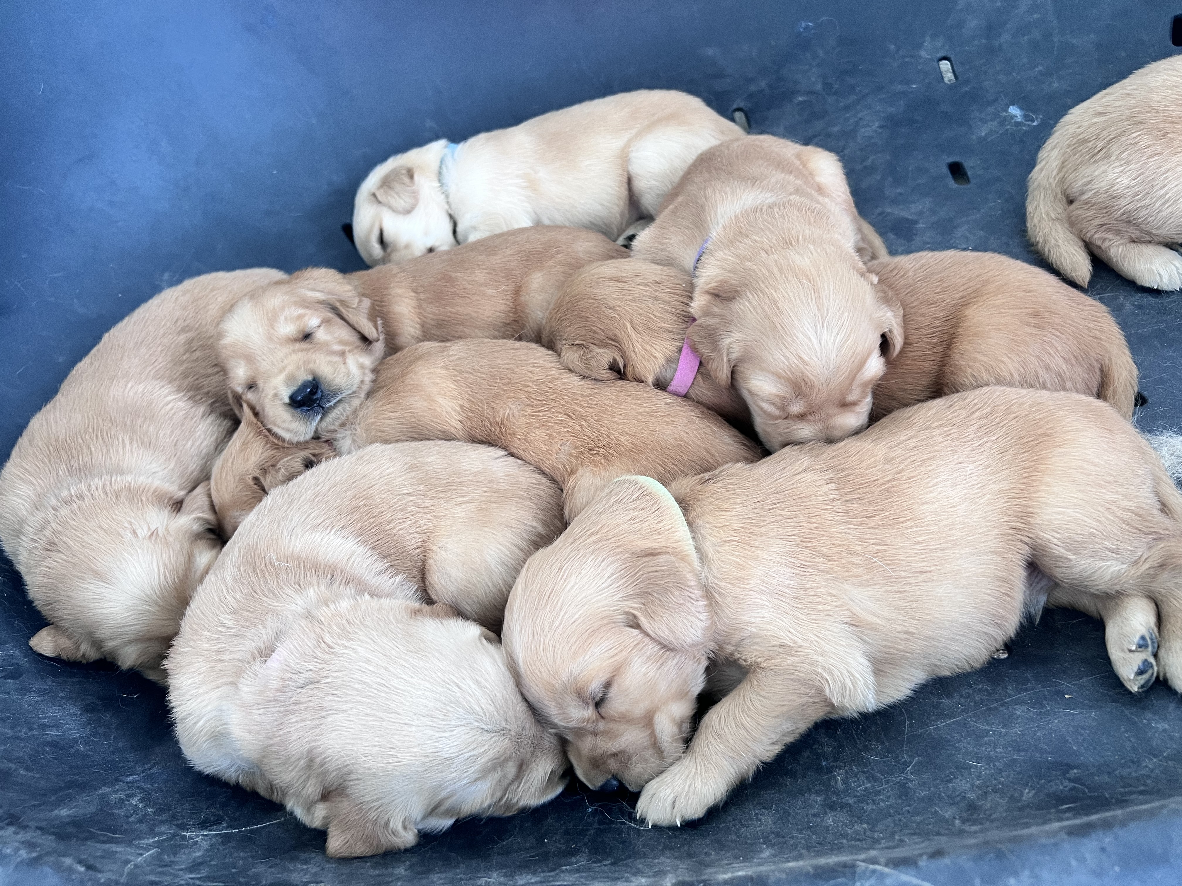 animales y mascotas - Cachorros Golden Retrieve puros  7