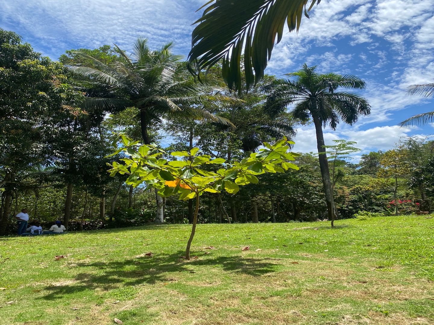 casas vacacionales y villas - Majestuosa finca de 60 tareas de tierra 1600 plantas de aguacate 500 de mango y  7