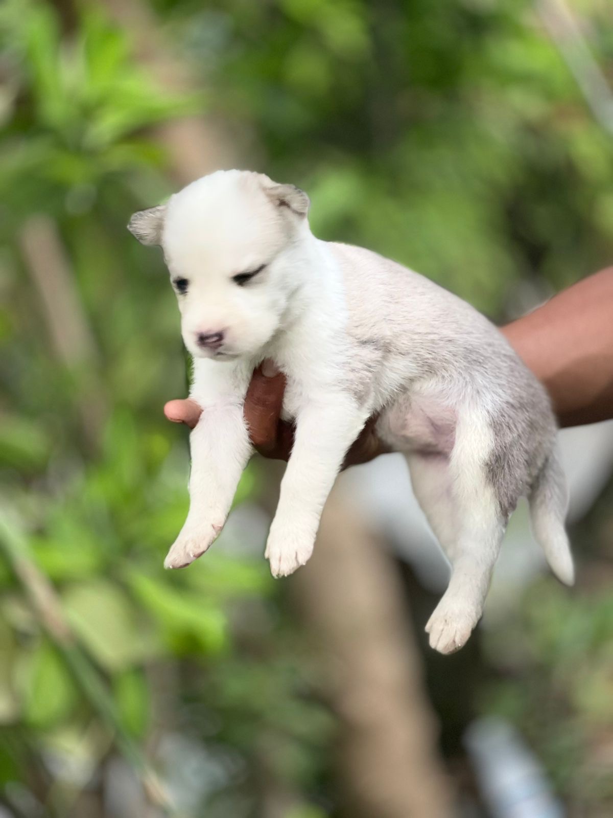 animales y mascotas - vendo husky  0