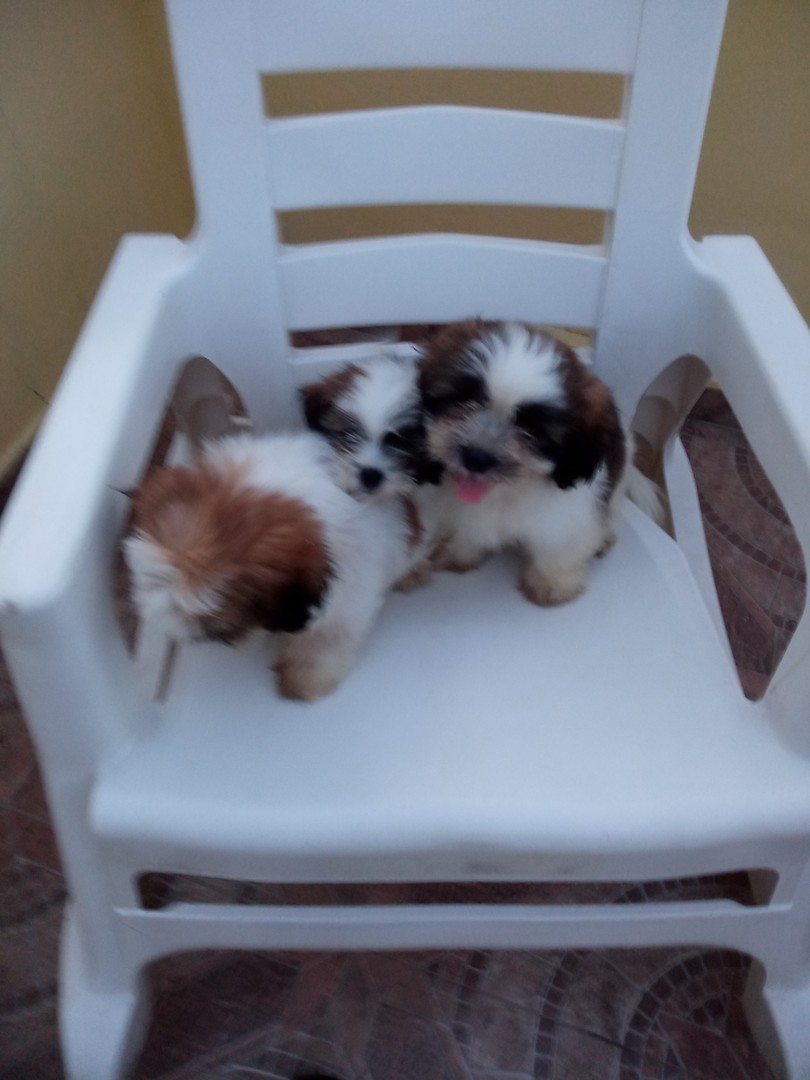 animales y mascotas - Cachorros Shipoo 4