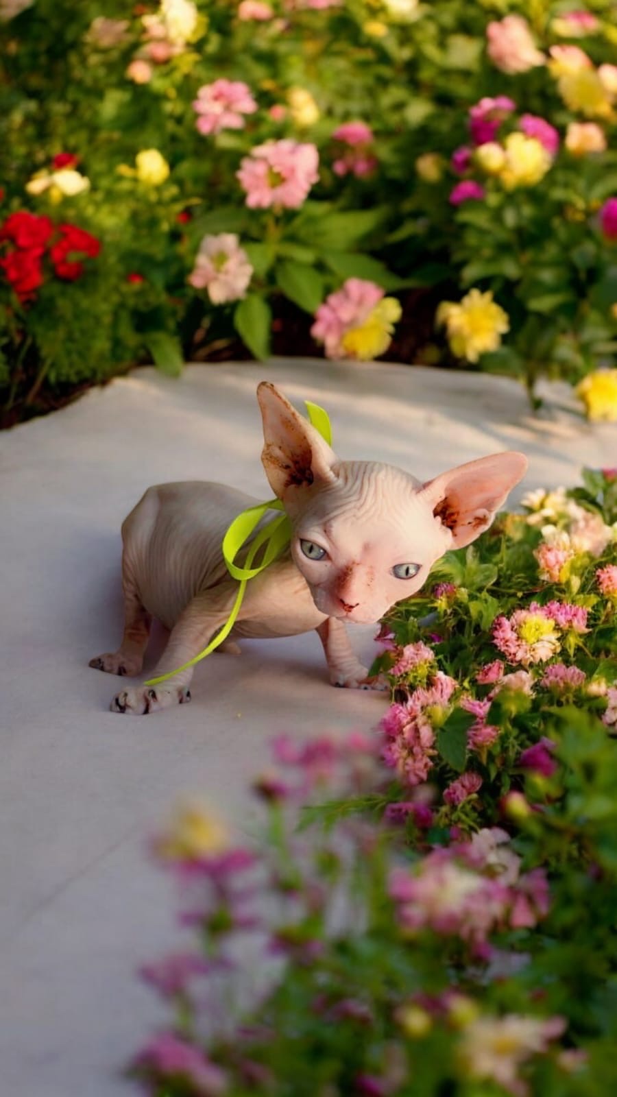 animales y mascotas - gatos esfinge 5