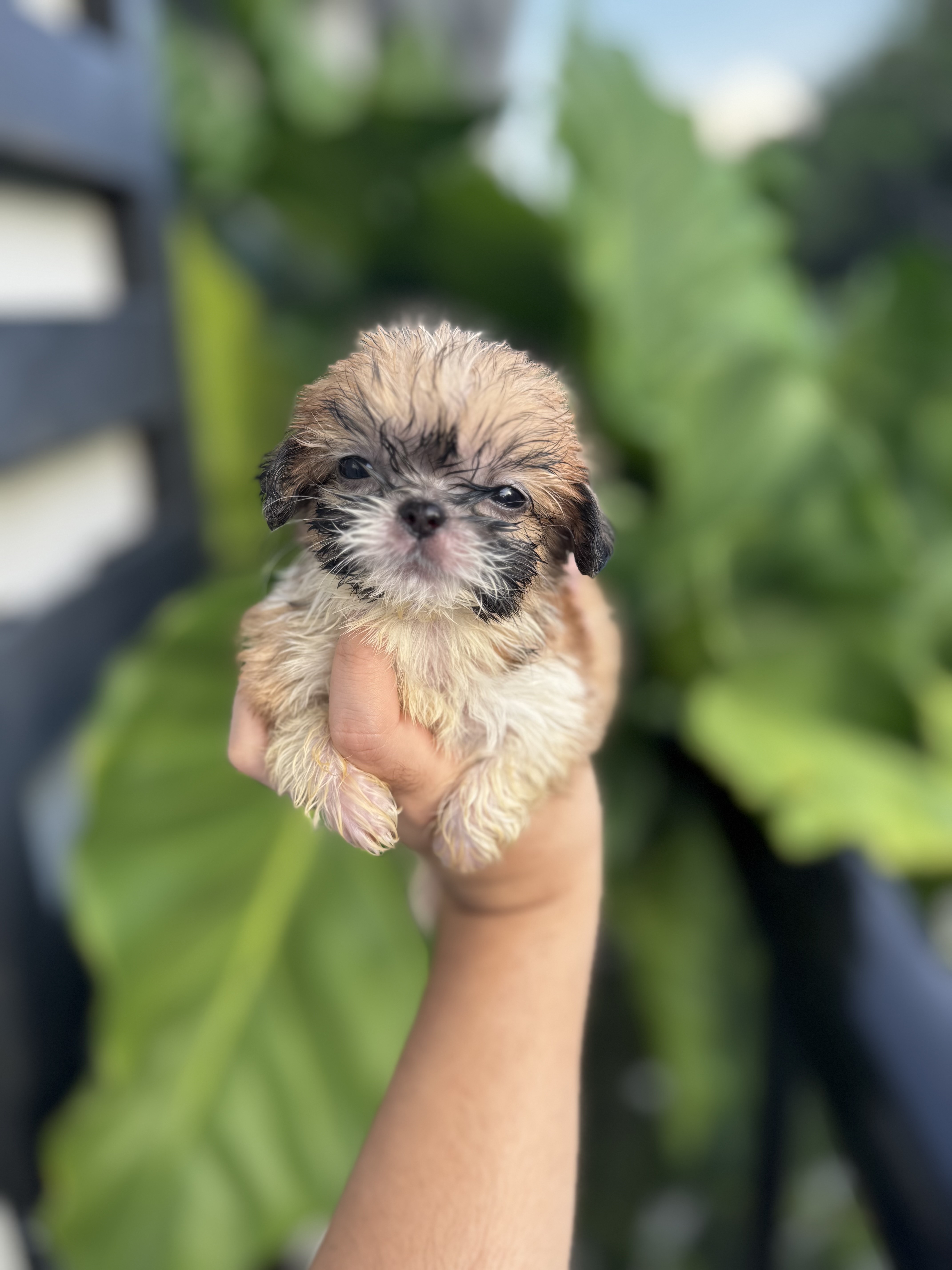 animales y mascotas - Cachorros Shih Tzu 6