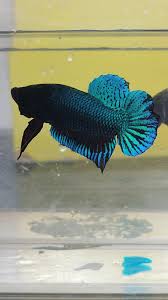 animales y mascotas - peces 3