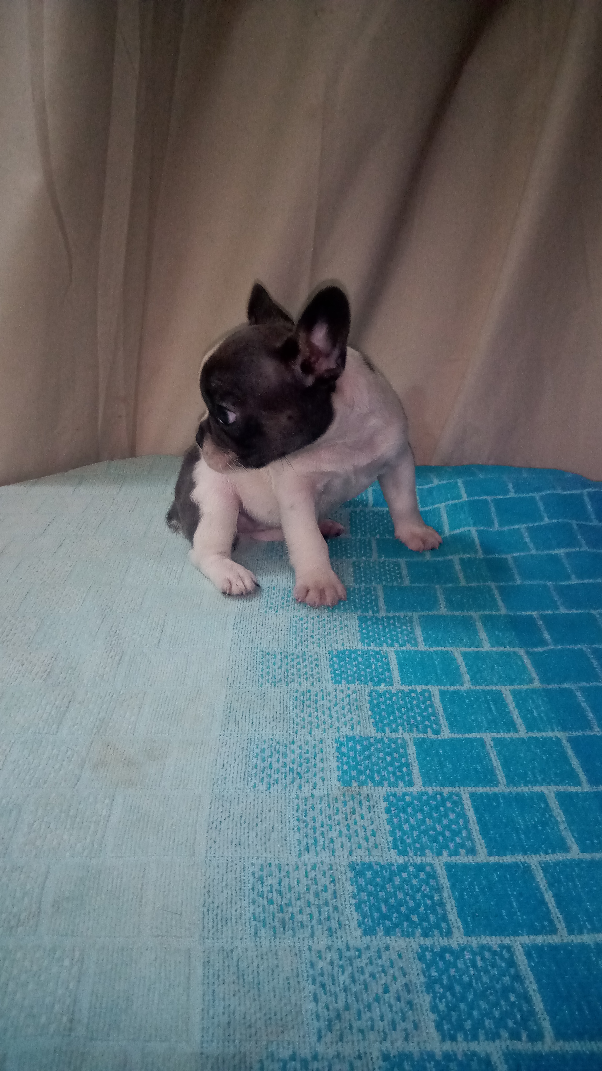 animales y mascotas - Bulldog francés cachorra  0
