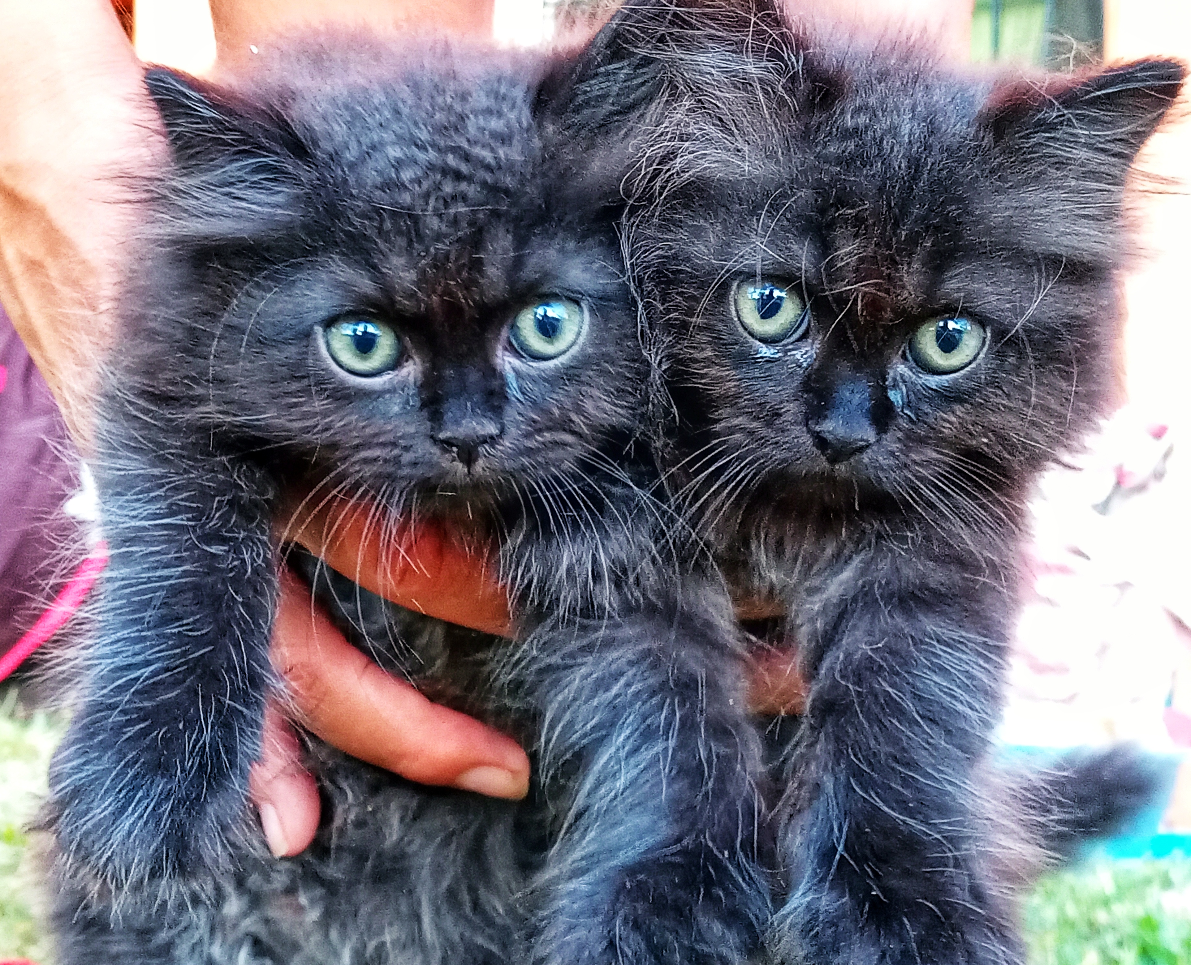 animales y mascotas - GATOS PERSA Puros y Adorables Listos Para Entrega 5