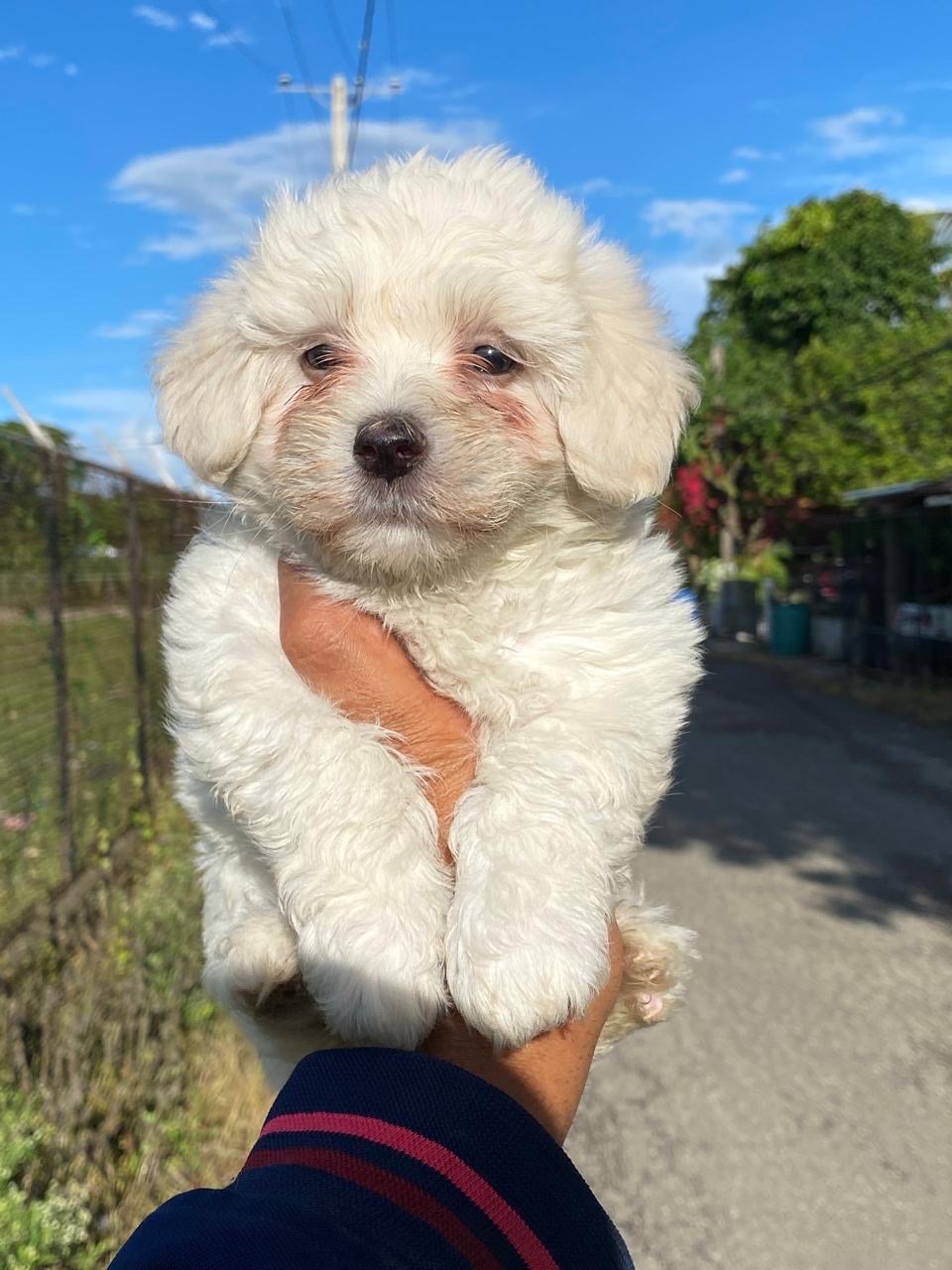 animales y mascotas - maltipoo 3