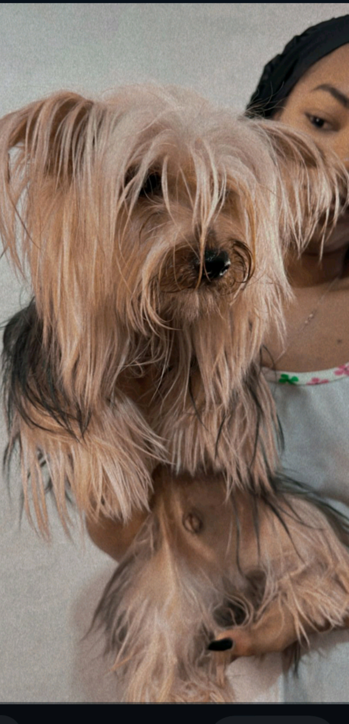 animales y mascotas - Yorkshire  2