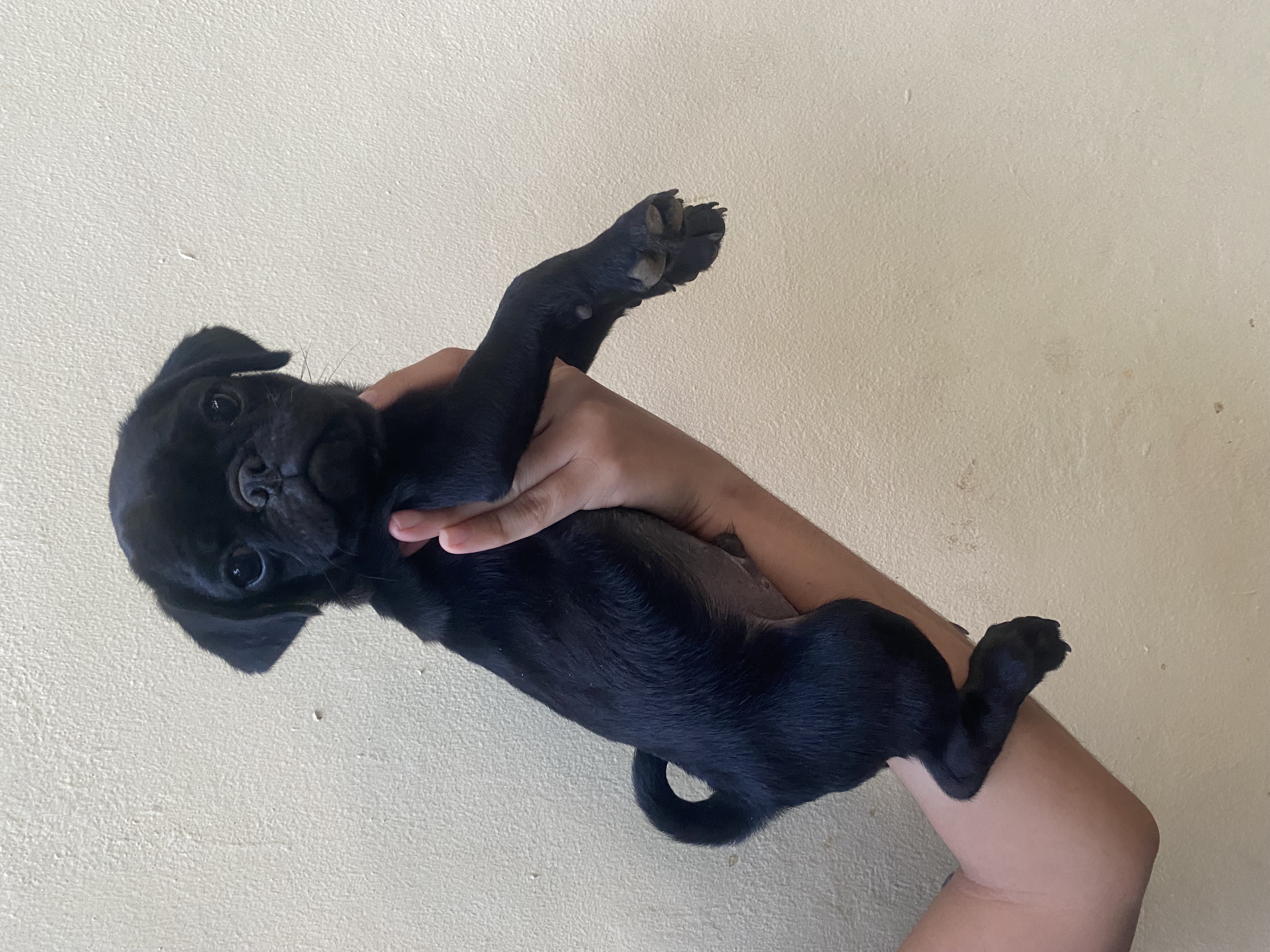 animales y mascotas - en Santiago cachorro de pug macho  3