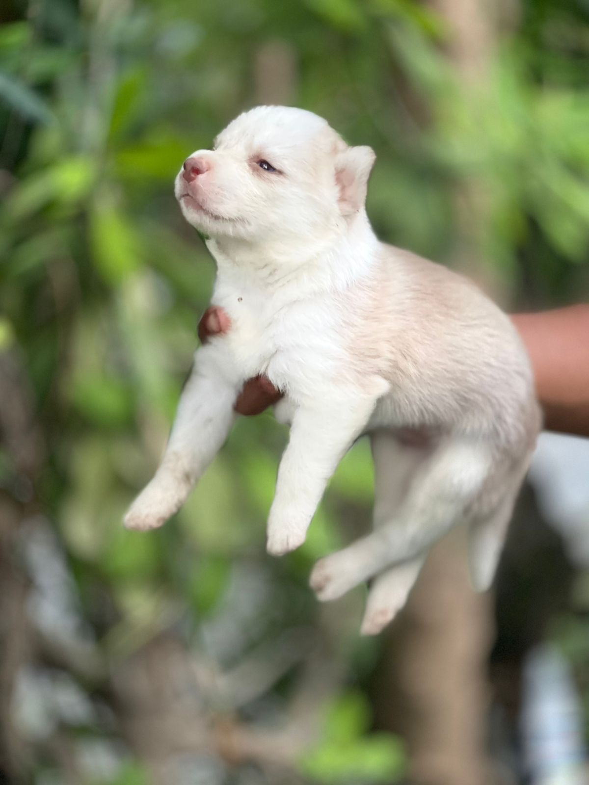 animales y mascotas - vendo husky  4