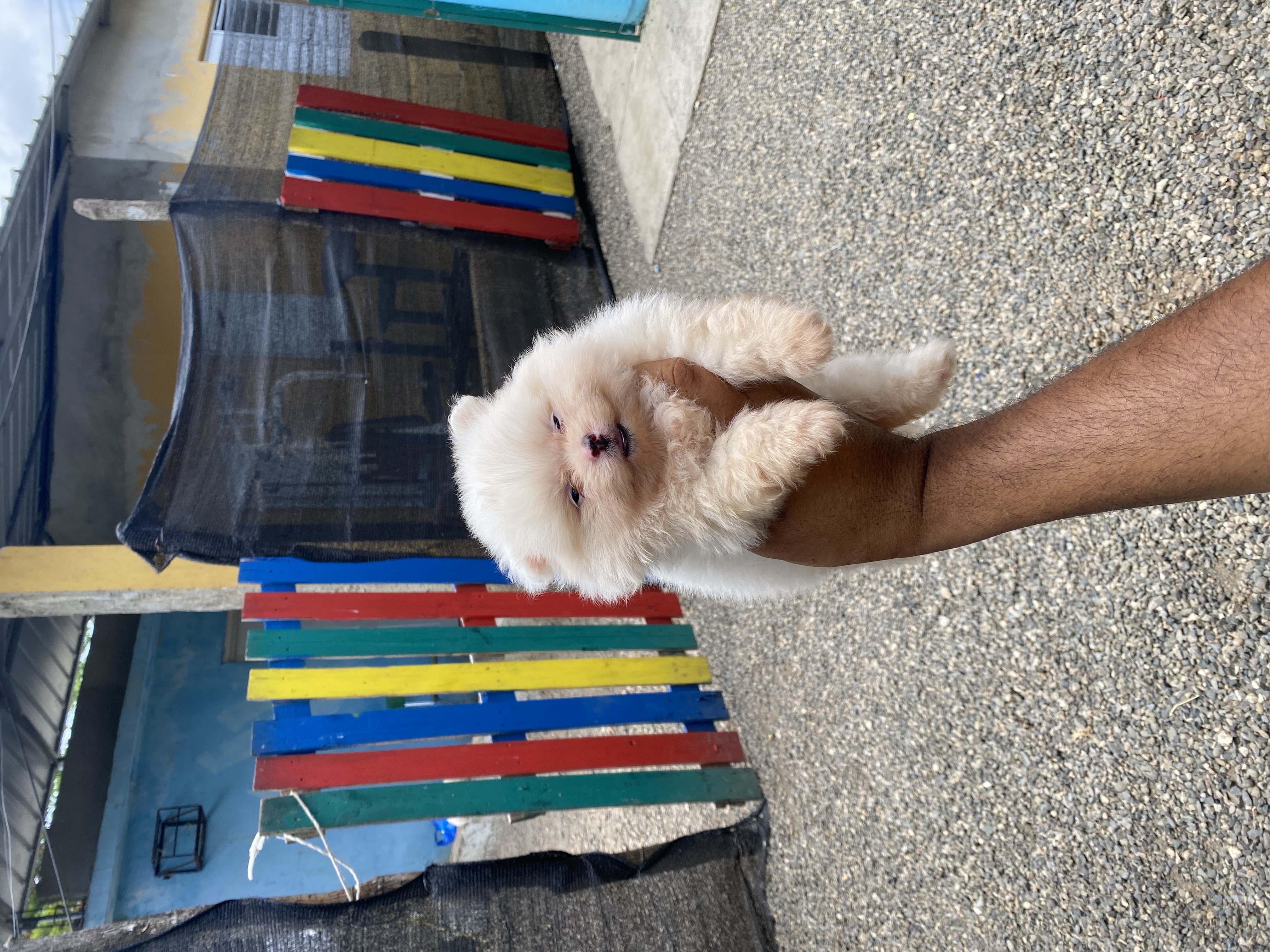 animales y mascotas - Pomerania mini