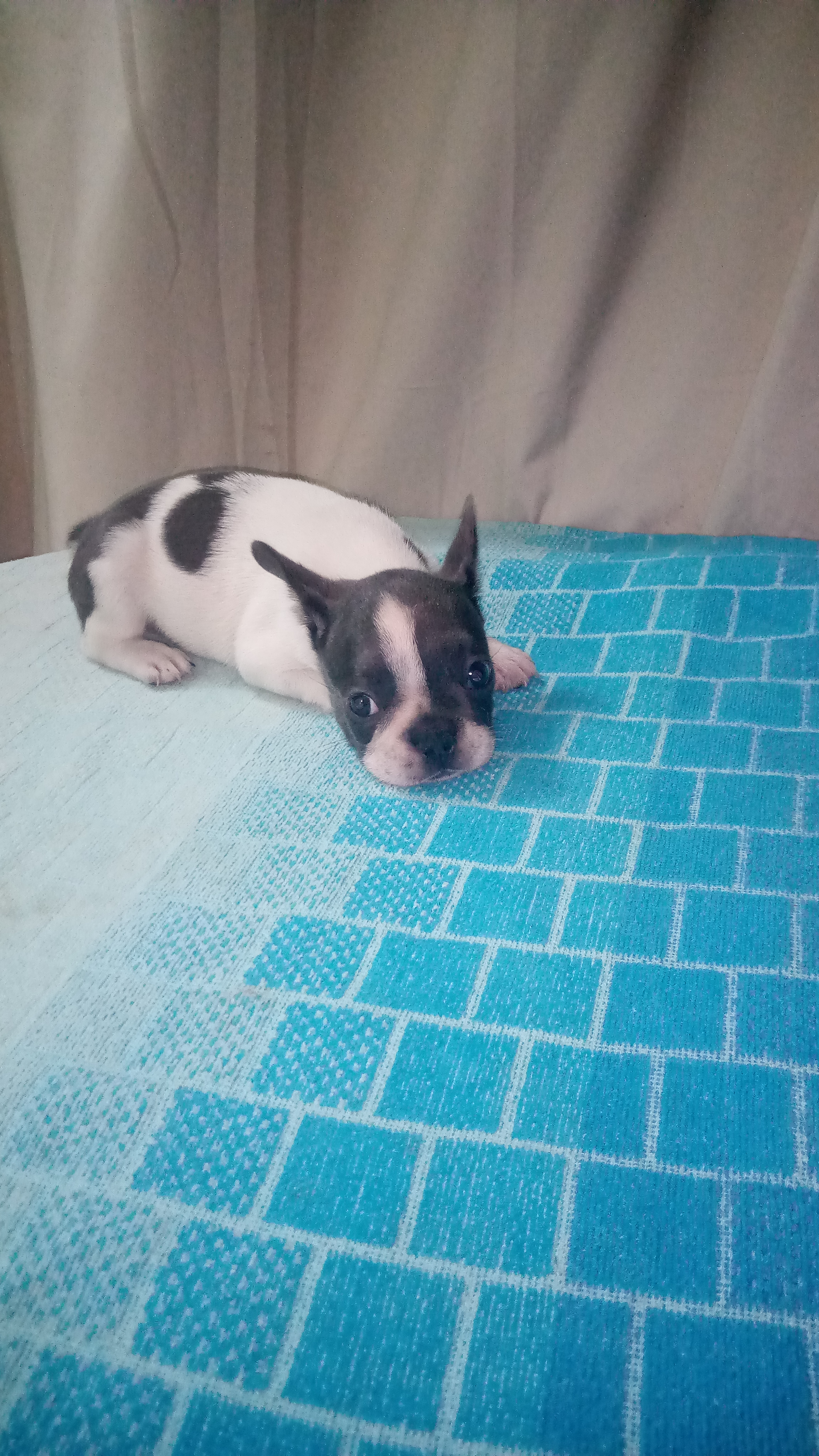 animales y mascotas - Bulldog francés cachorra  4