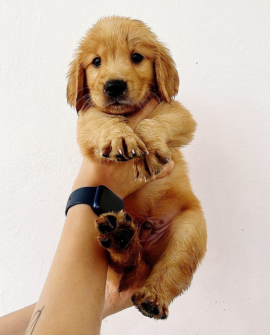 animales y mascotas - Cachorro Macho Golden Retriever 1