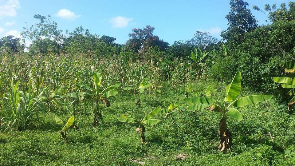 solares y terrenos - 🌳 Terreno en Venta – 1,458.38 m² en Los Boboses,  0