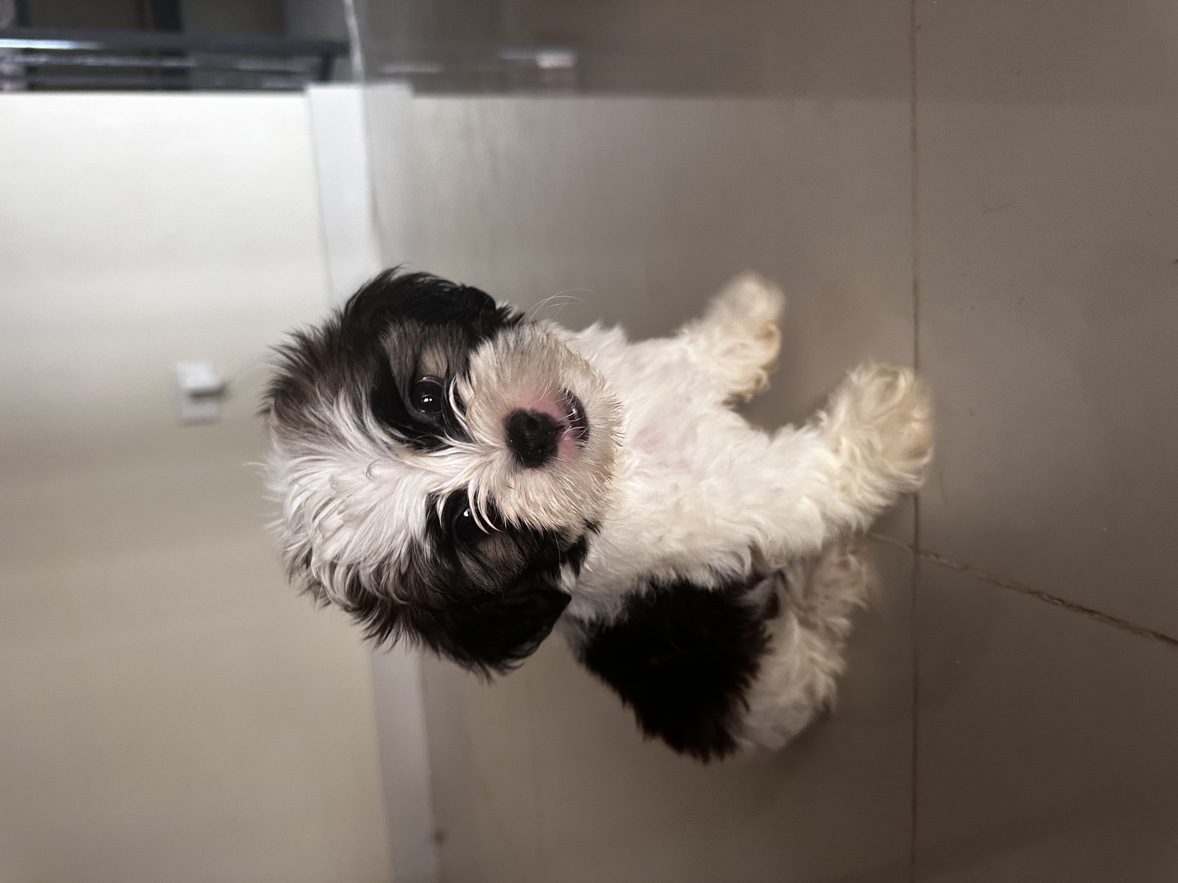 animales y mascotas - Cachorros Shipoo en Venta!  3
