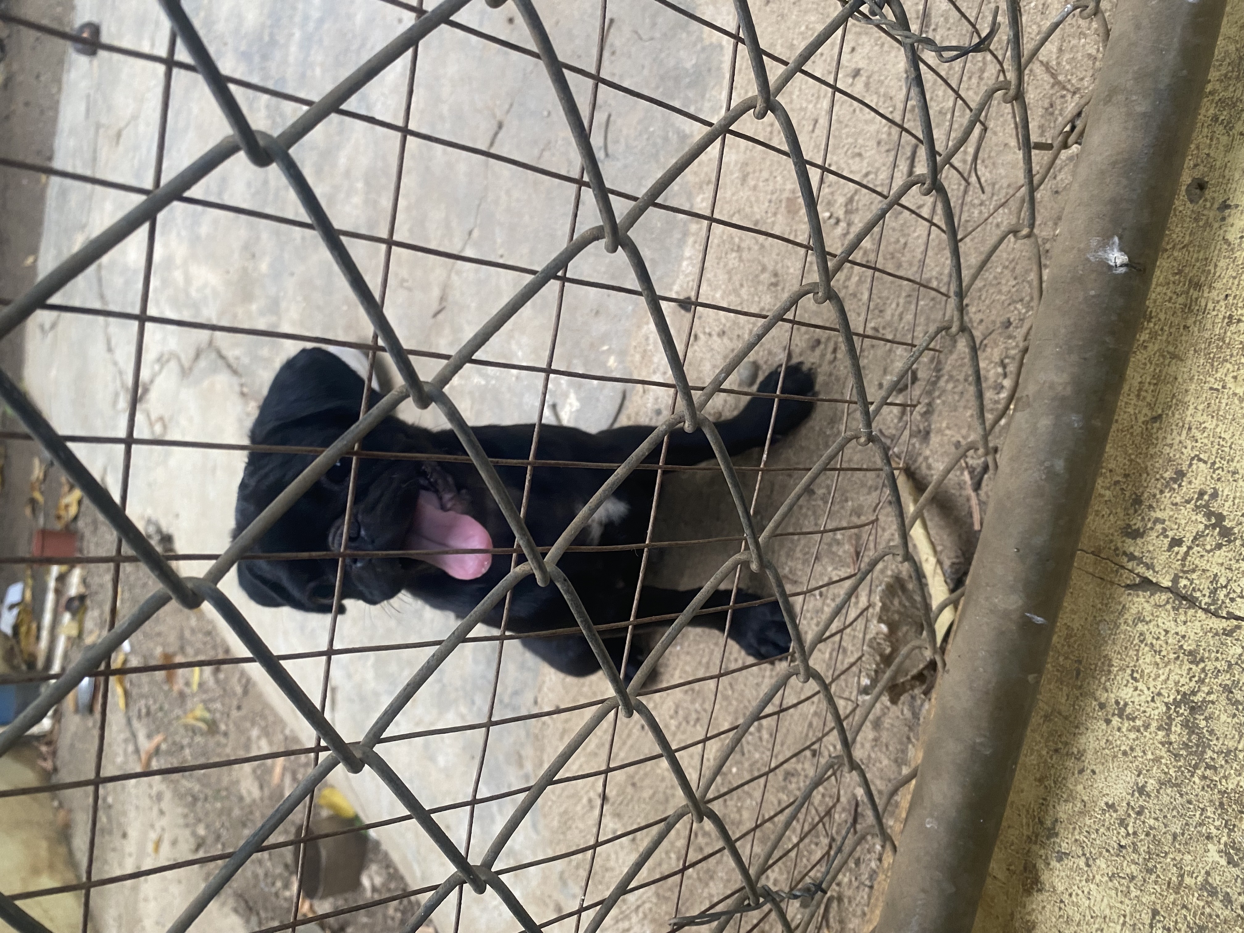 animales y mascotas - en Santiago cachorro de pug macho 