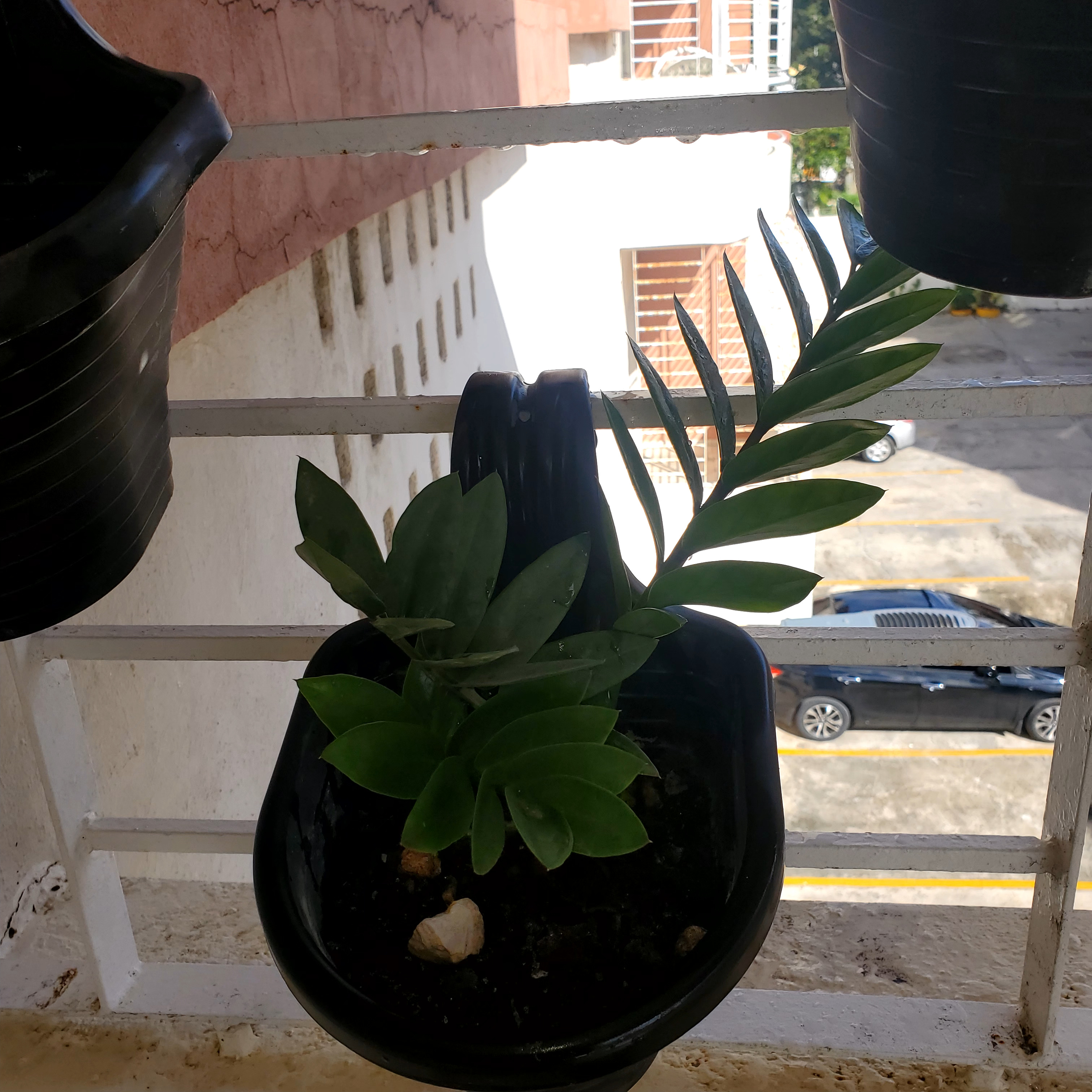 herramientas, jardines y exterior - Macetas para colgar / enganchar (Incluye plantas) 4
