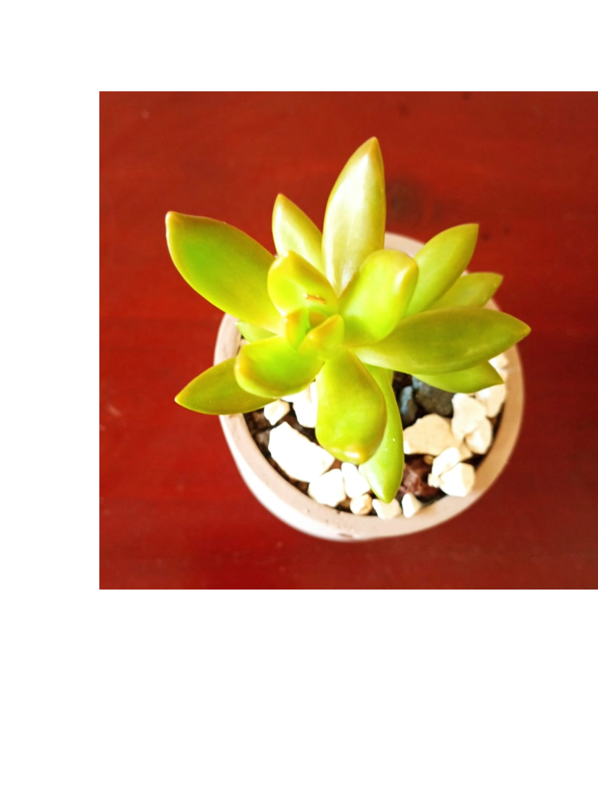 decoración y accesorios - Preciosas suculentas en delicados tarros. 4