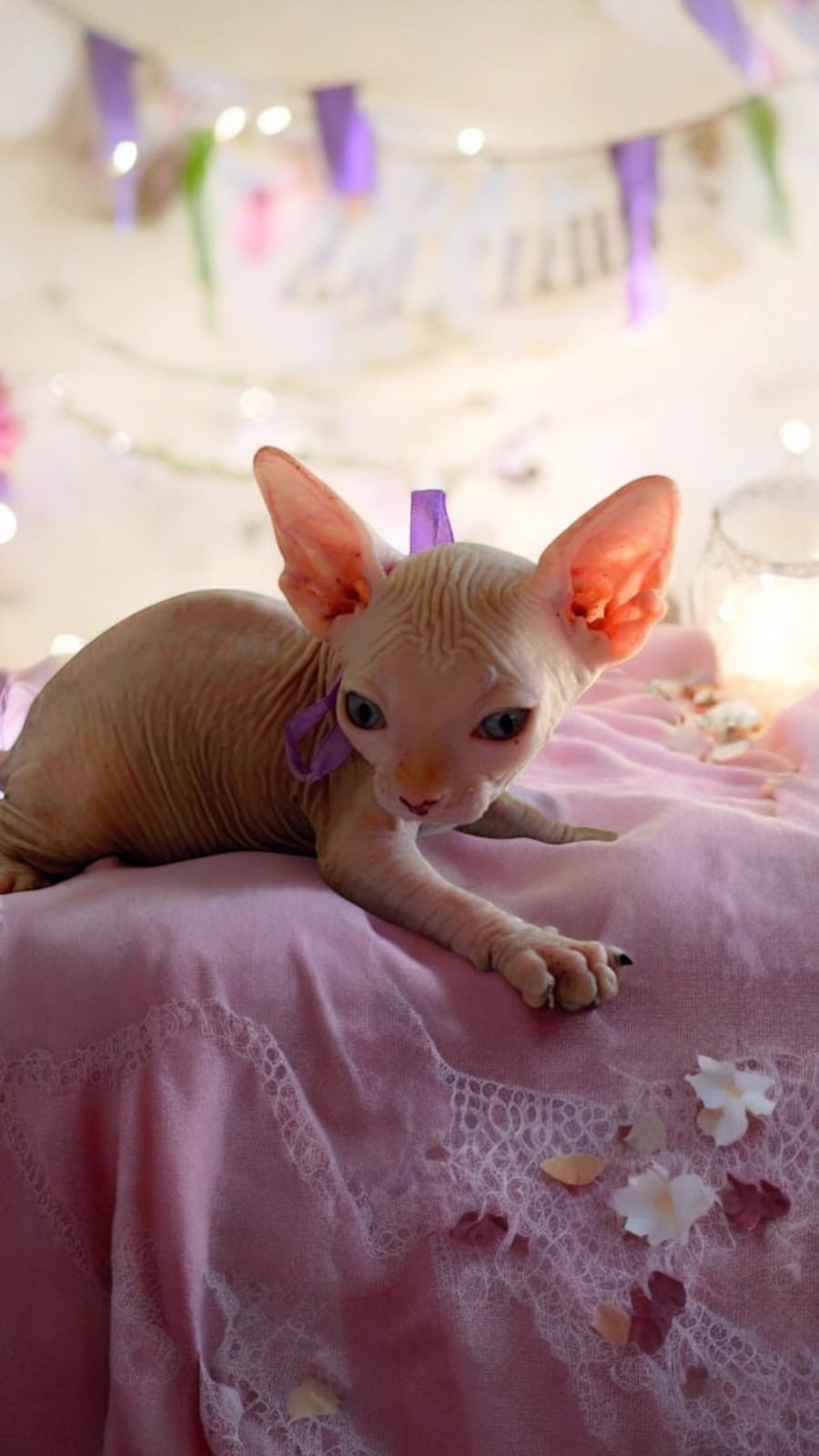 animales y mascotas - gatos esfinge 6