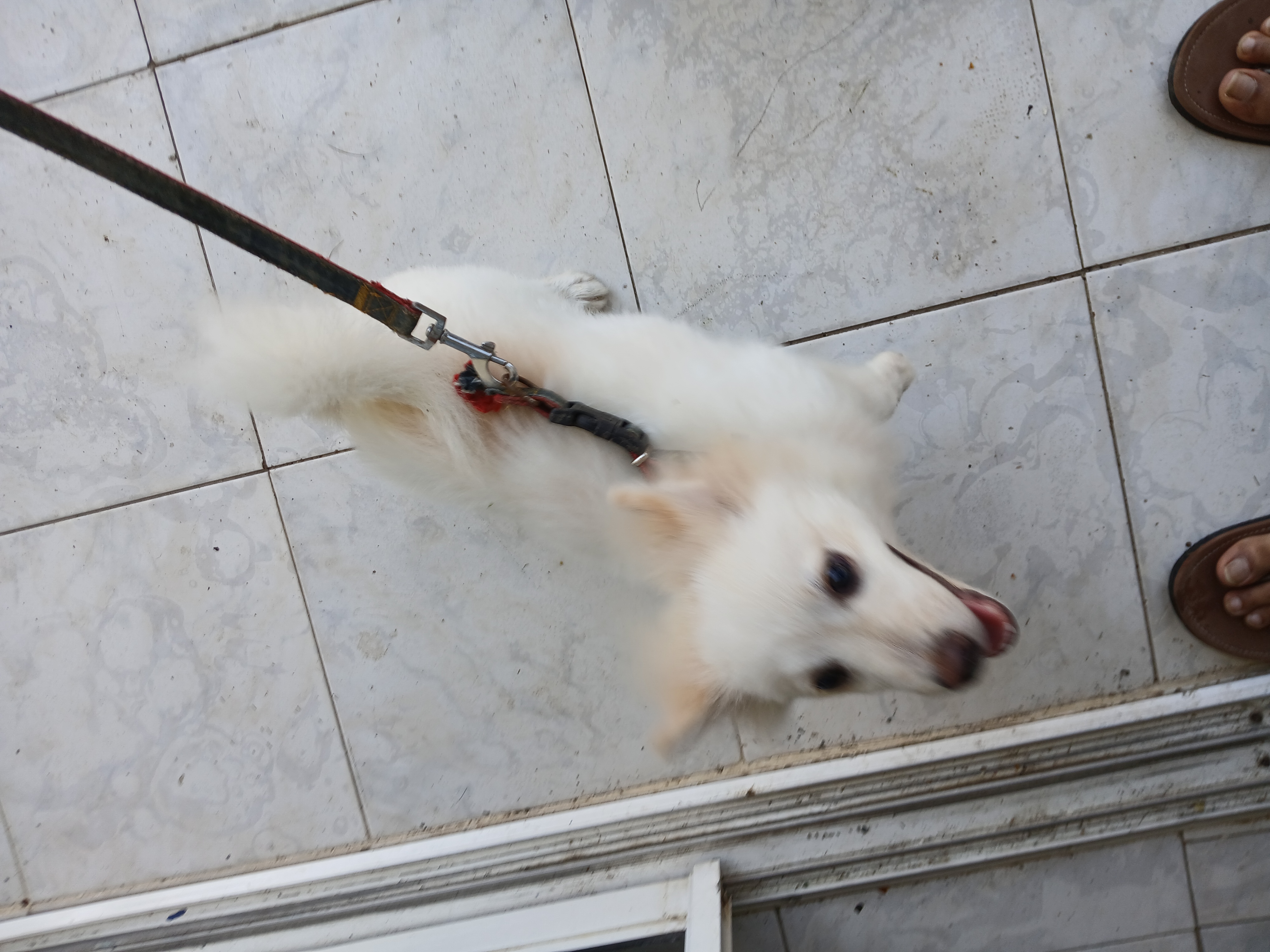 animales y mascotas - Pomerania Macho. 2