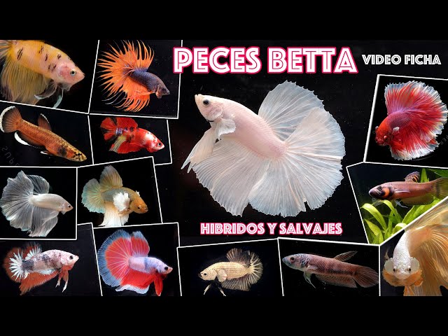 animales y mascotas - peces 4
