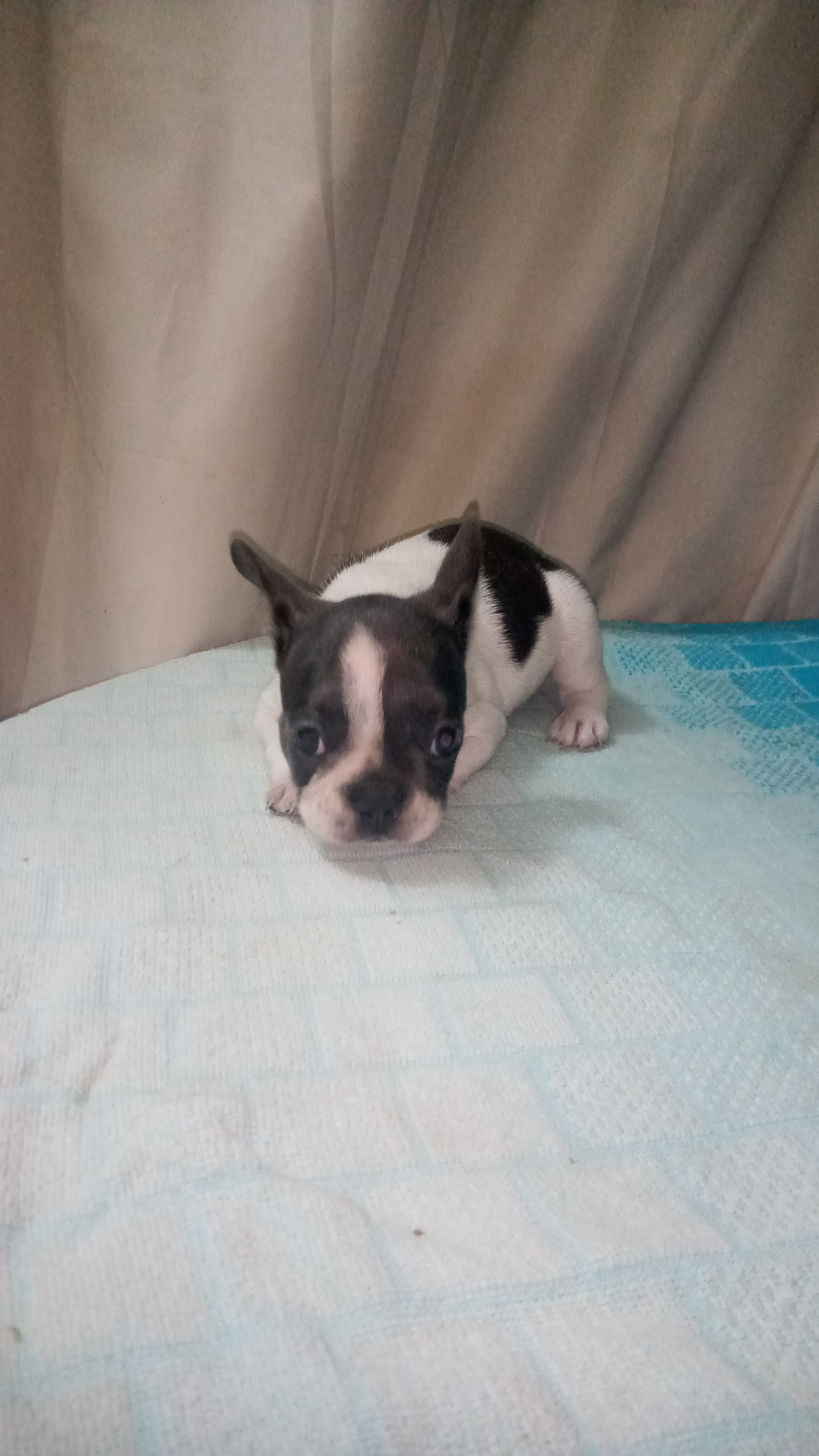 animales y mascotas - Bulldog francés cachorra  1