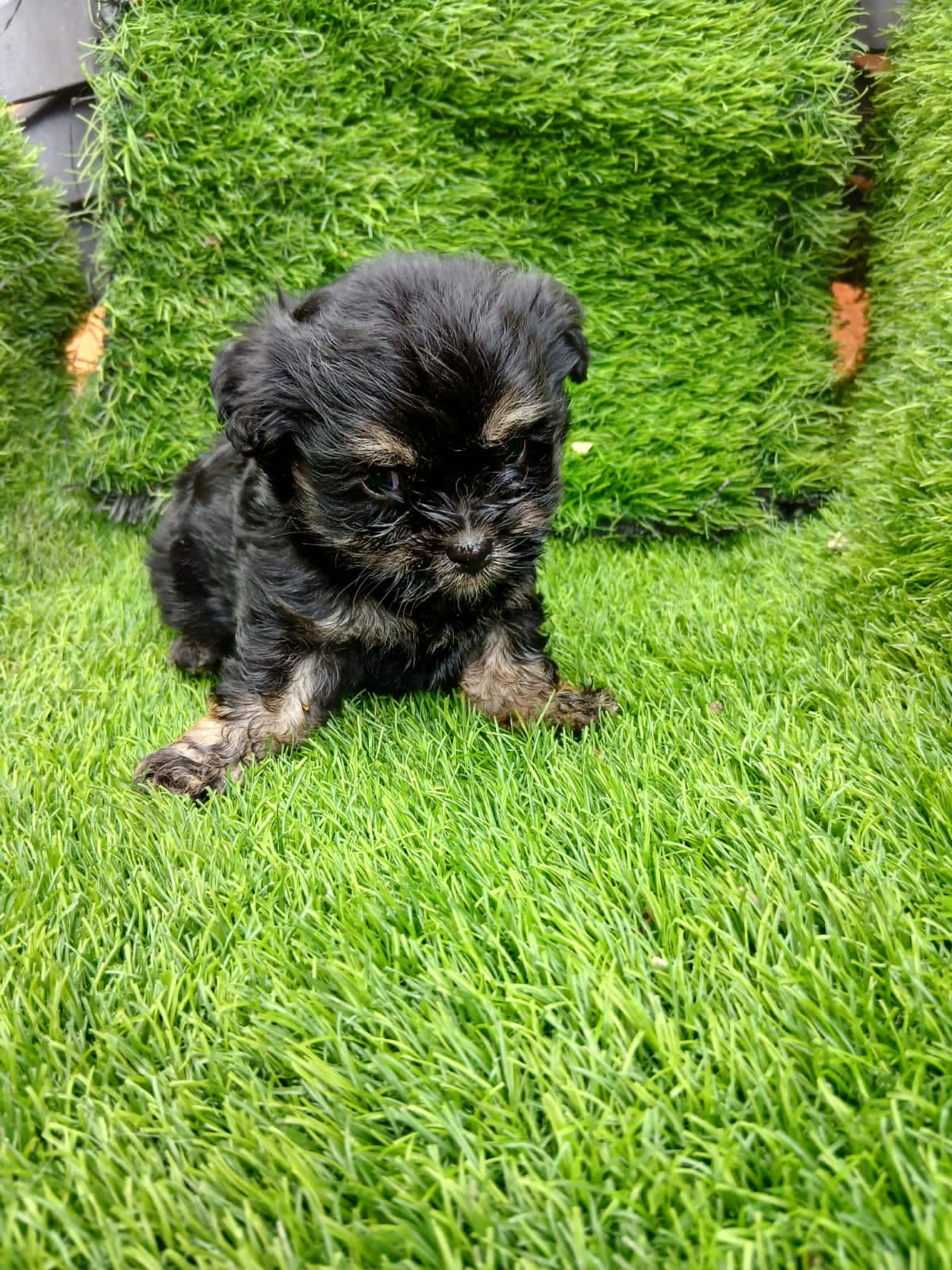 animales y mascotas - Shipoo macho y hembra 1