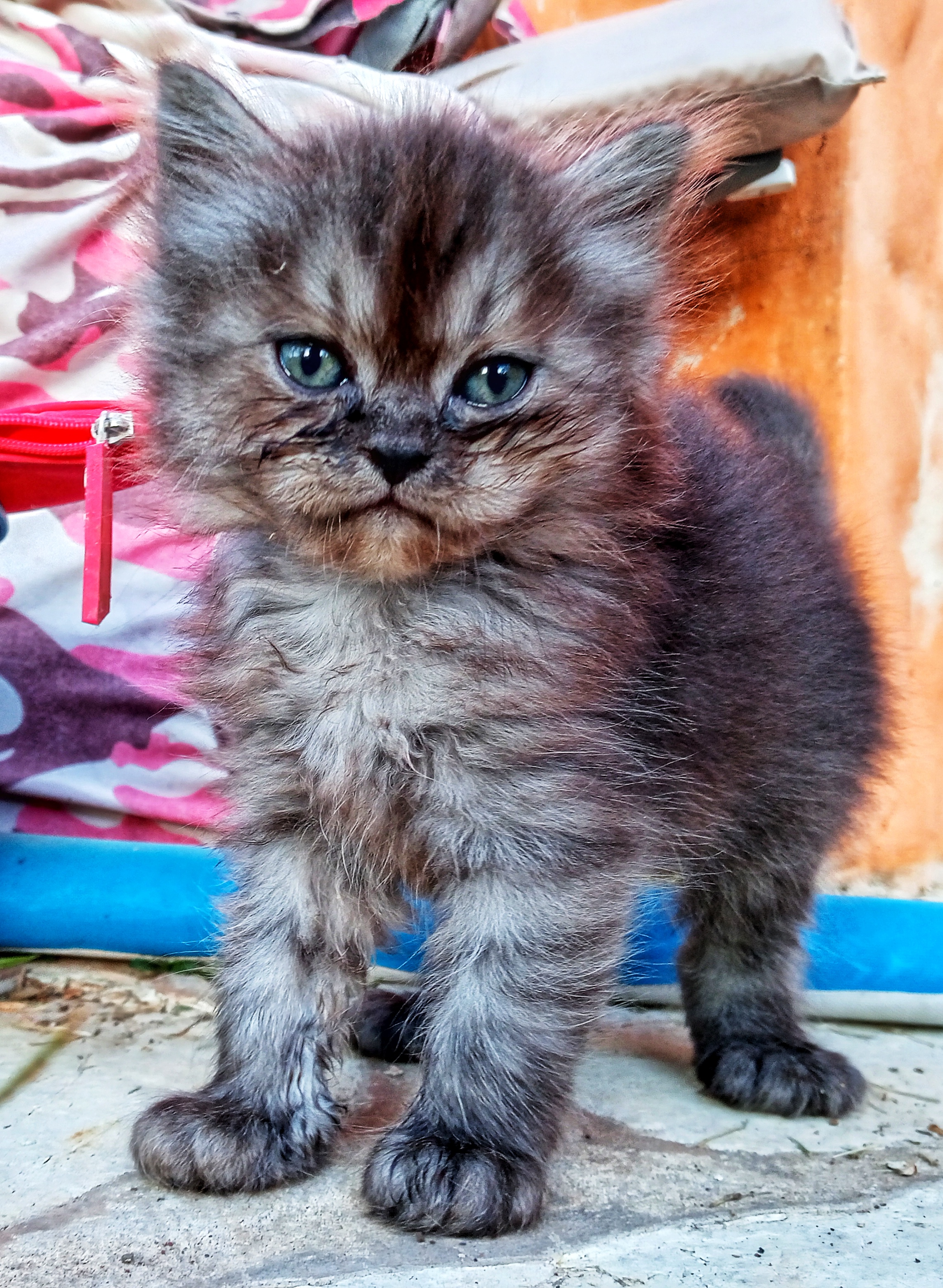 animales y mascotas - GATOS PERSA Puros y Adorables Listos Para Entrega 6