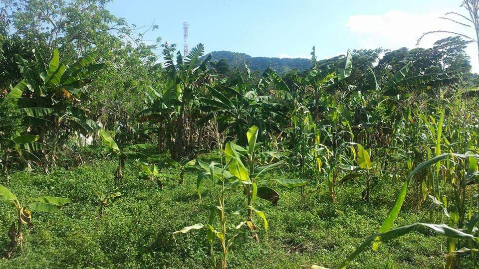 solares y terrenos - 🌳 Terreno en Venta – 1,458.38 m² en Los Boboses,  1