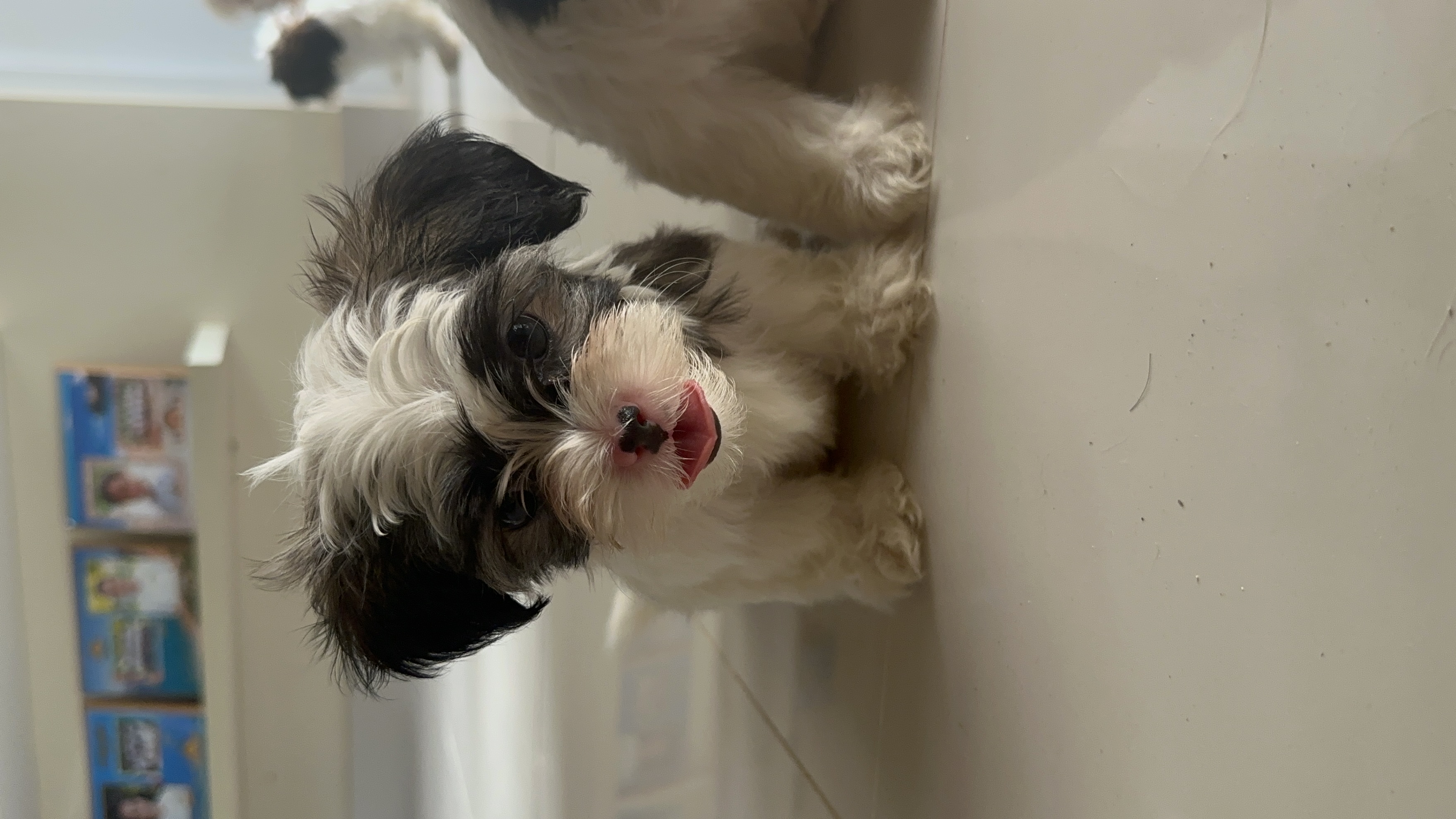 animales y mascotas - Cachorros Shipoo en Venta!  4