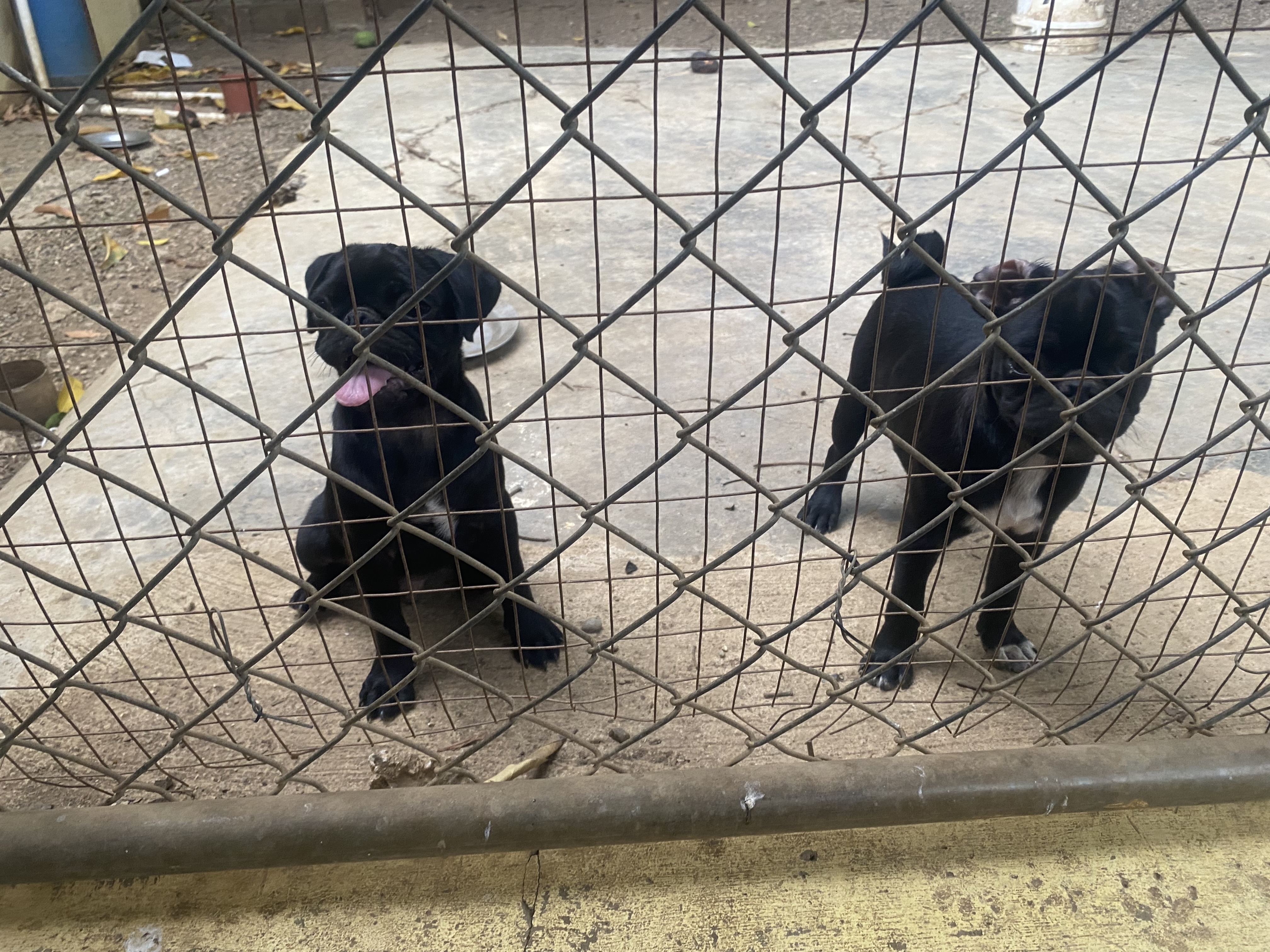animales y mascotas - en Santiago cachorro de pug macho  1