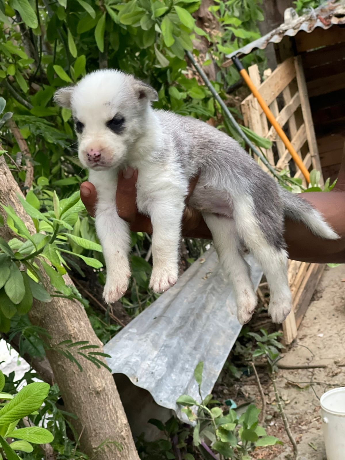 animales y mascotas - vendo husky  2
