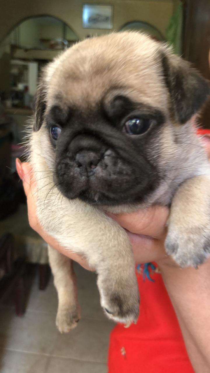 animales y mascotas - Pug Macho y Hembra Listos para Entrega 0